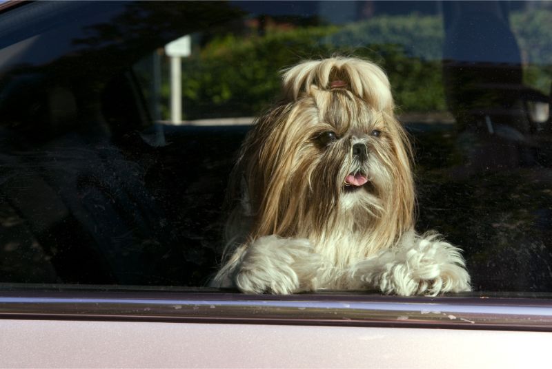 A long-haired dog panting behind the window of a car with the windows rolled up