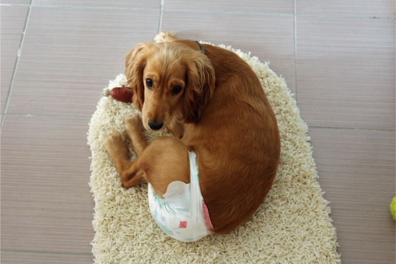 A Golden Retriever laying on a small area rug wearing pet diapers