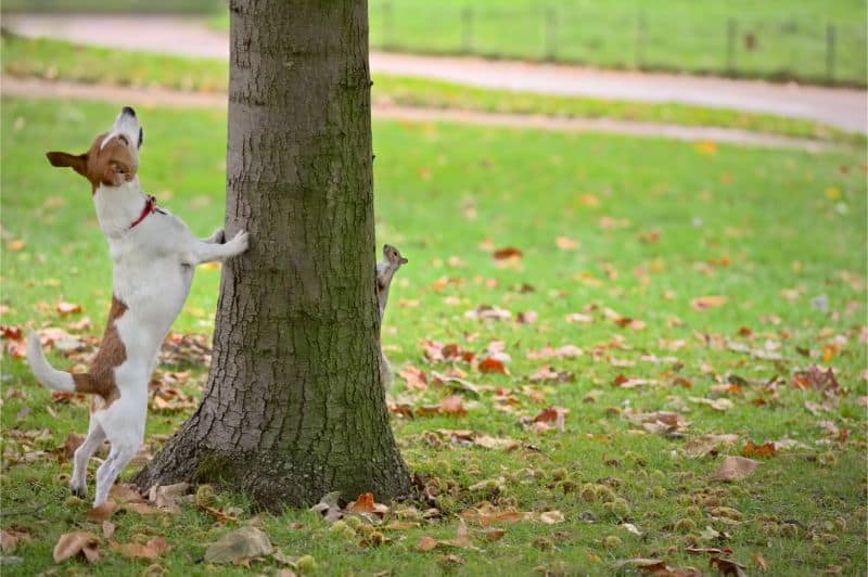 The Great Chase: How To Prevent Your Dog From Chasing Small Animals