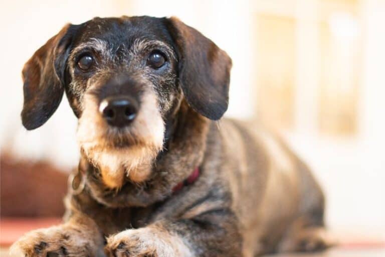 Are There Ways to Spot “Old Dog Disease” Beverly Hills Veterinary