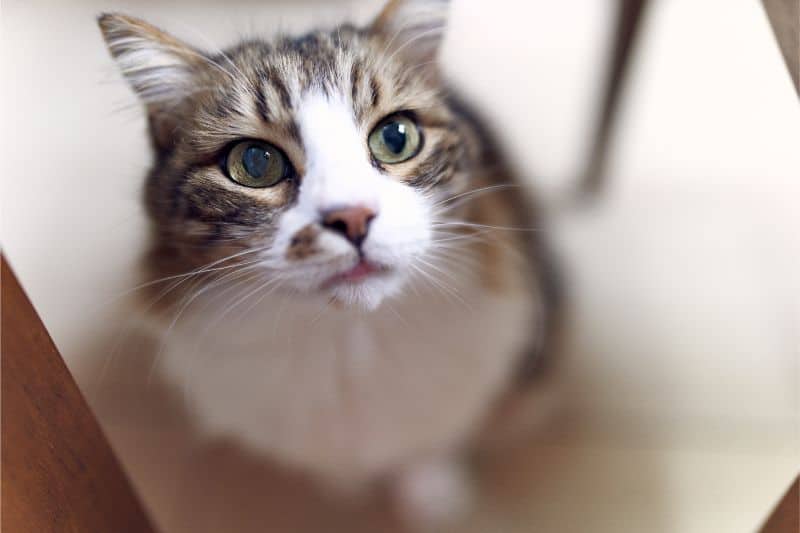 Kidney Disease in Cats ﻿