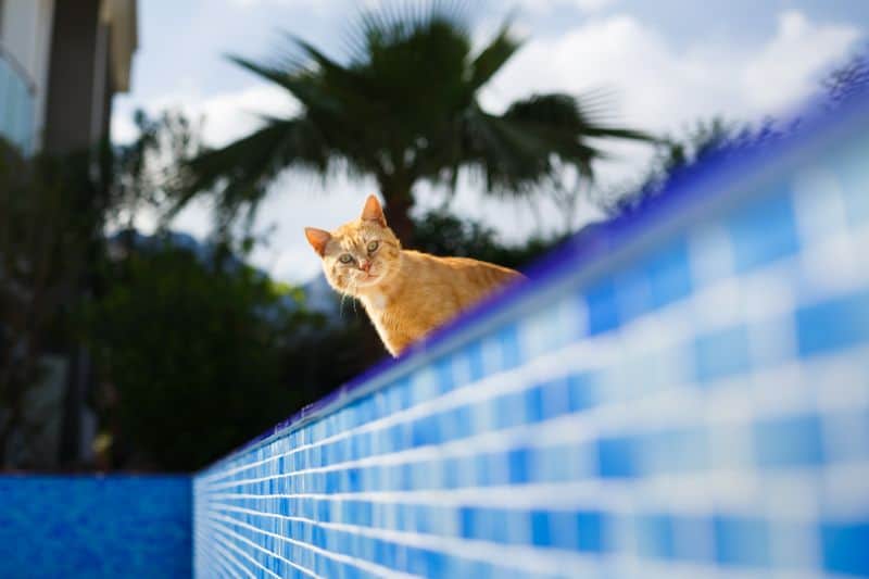 Can and Should Cats Swim? Yes and Yes!