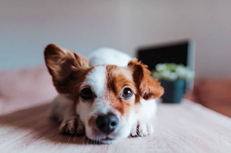 Have You Heard? Ear Problems in Pets Can Be Managed!