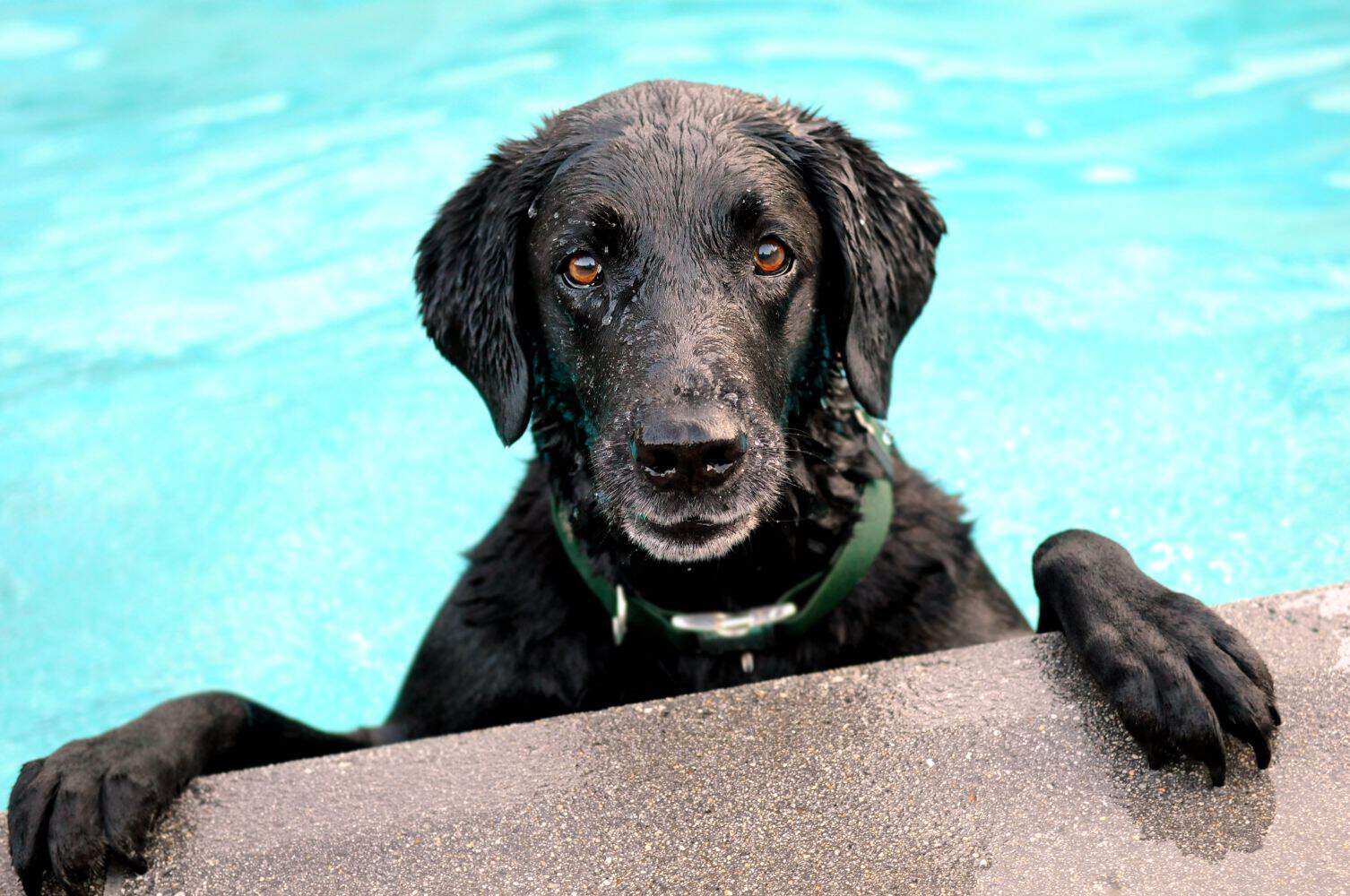 A black dog in a pool.