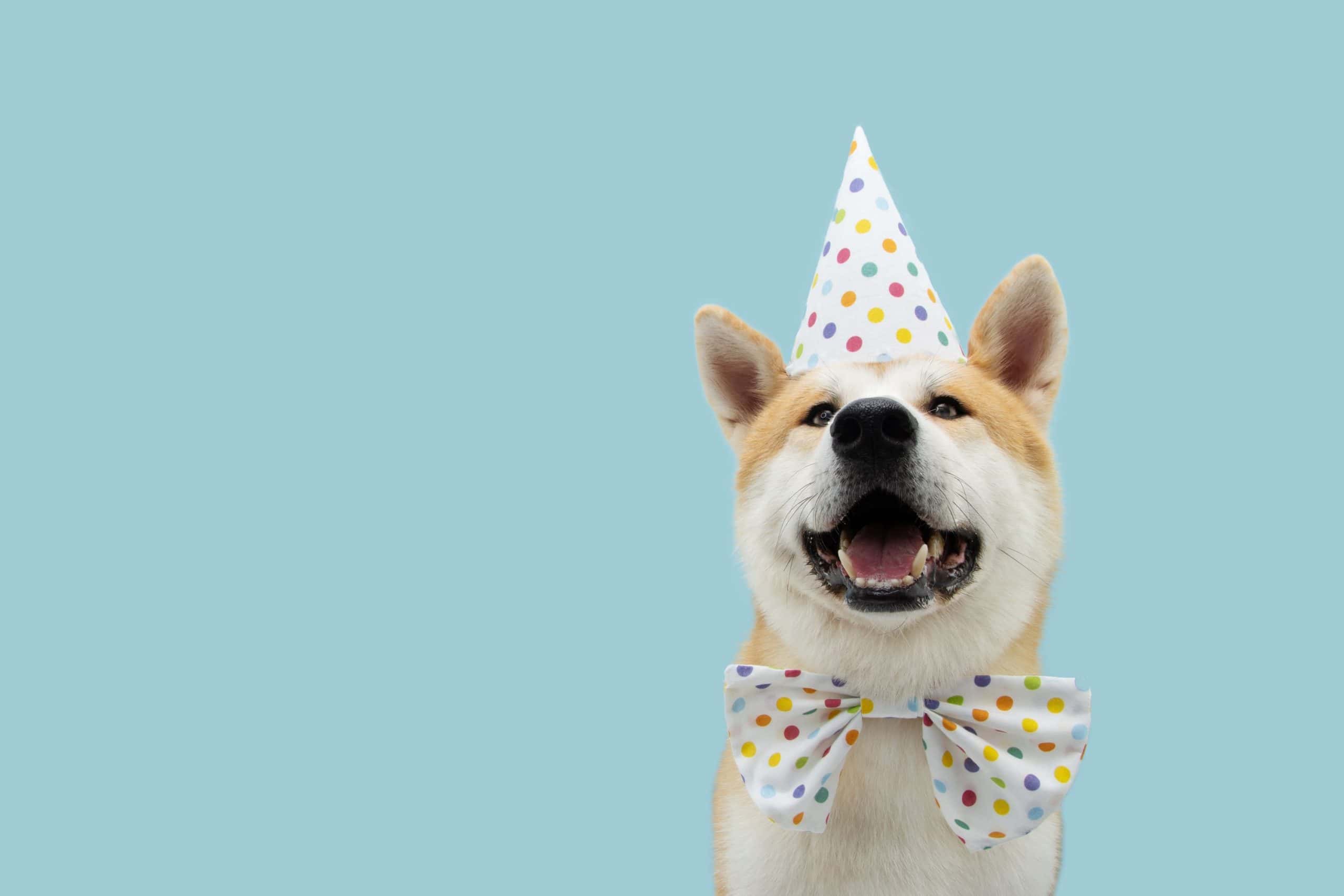 A dog in a party hat celebrating a pet birthday.