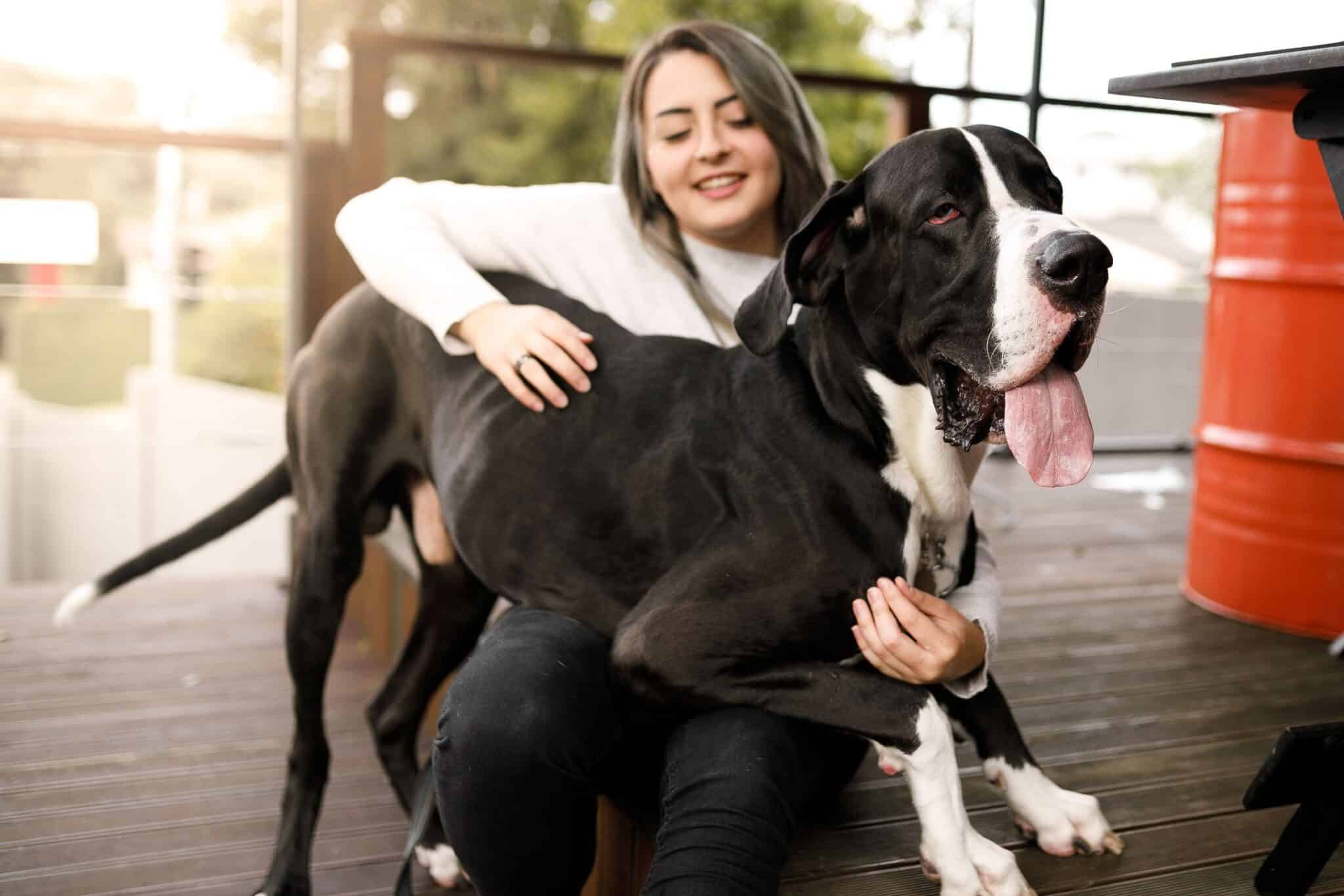 Larger Than Life: How to Provide for a Big Dog - Beverly Hills