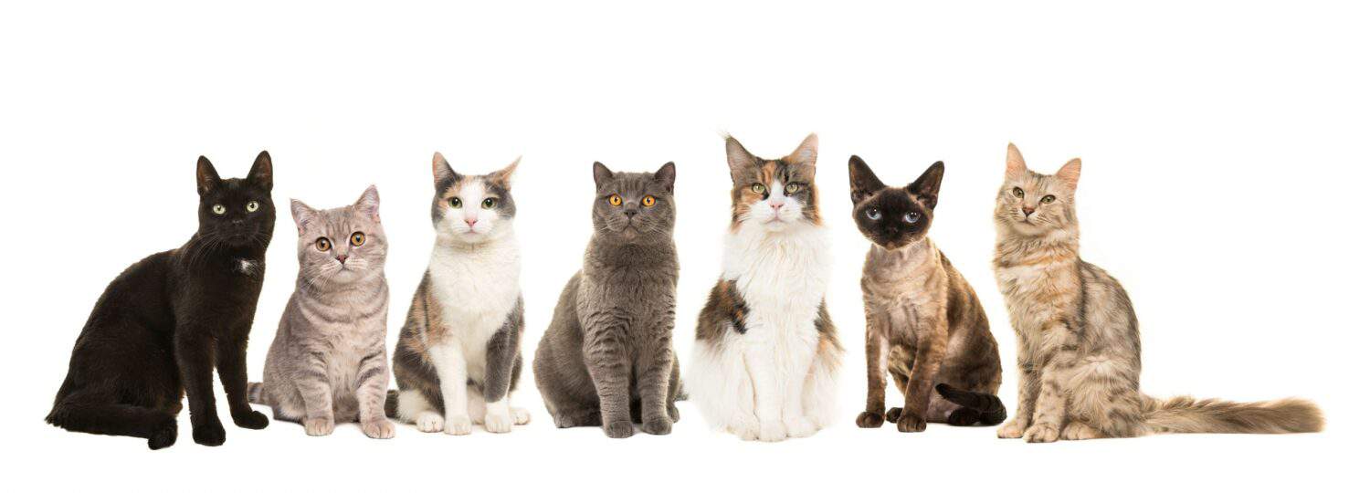 iStock-1278389859 | Beverly Hills Veterinary Associates