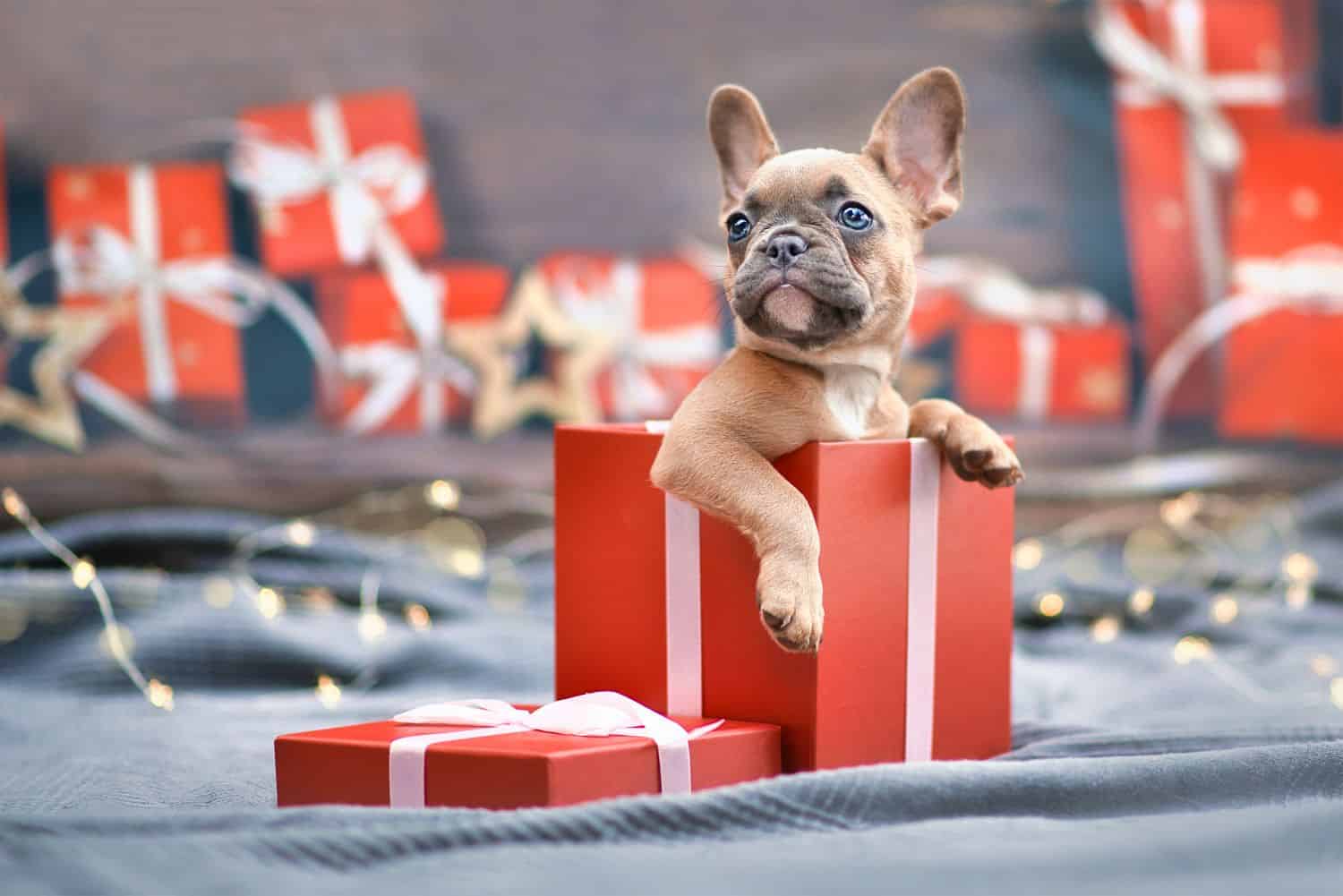 Holiday pet gifts.