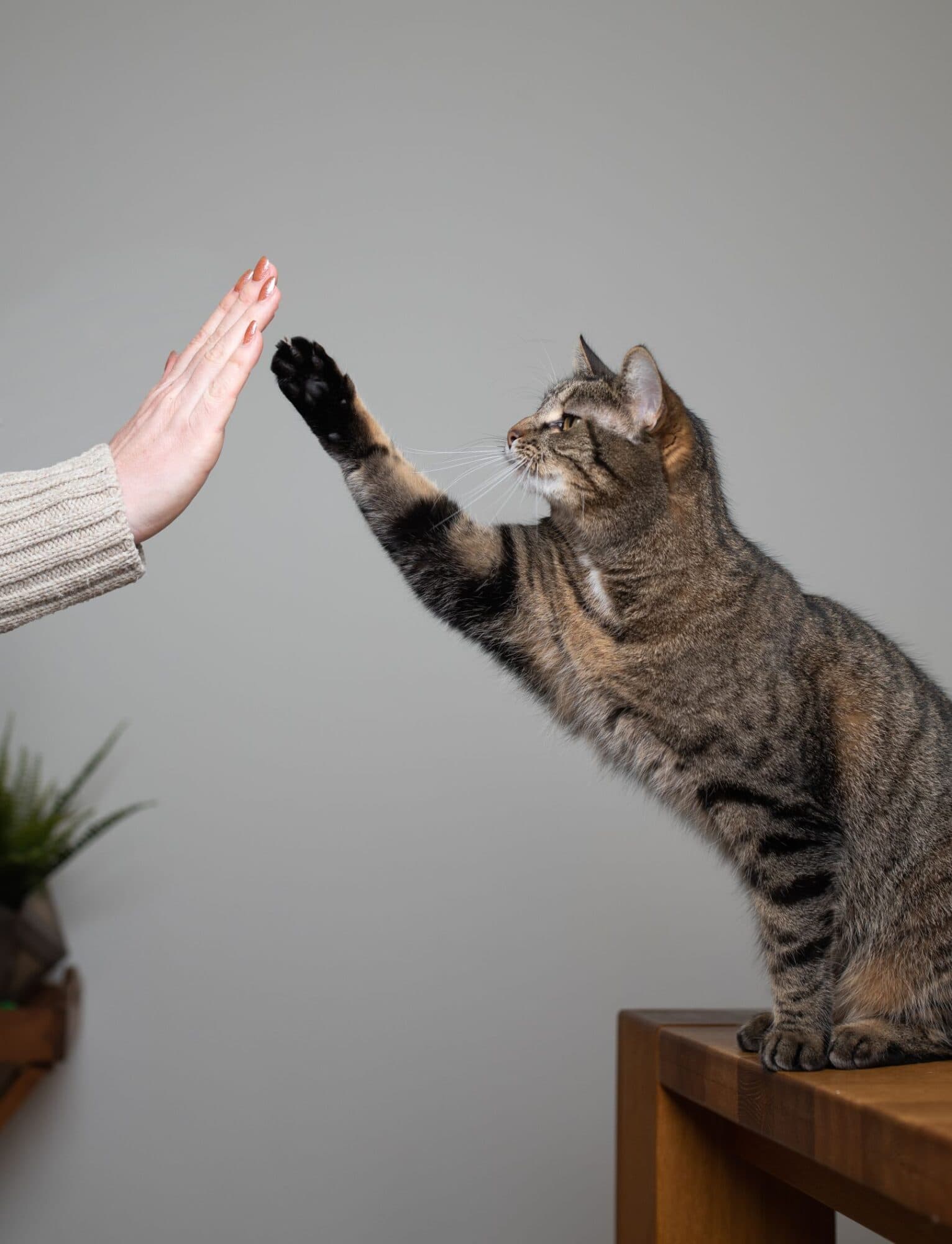 A gray tabby cat gives her human a high-five.