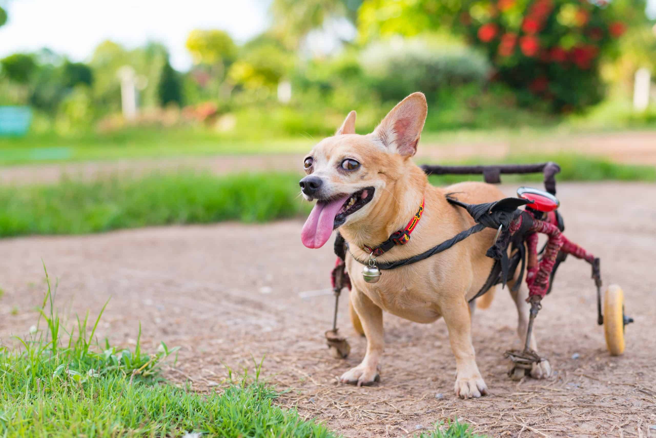 Offering the Best Care for a Paralyzed Pet