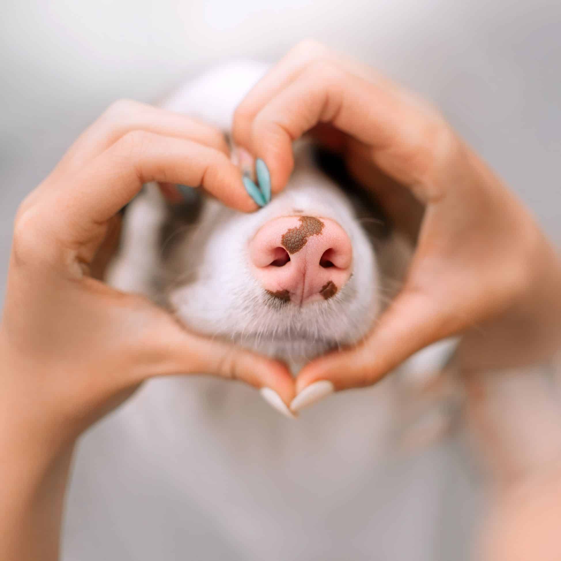 Dog nose with heart hands.