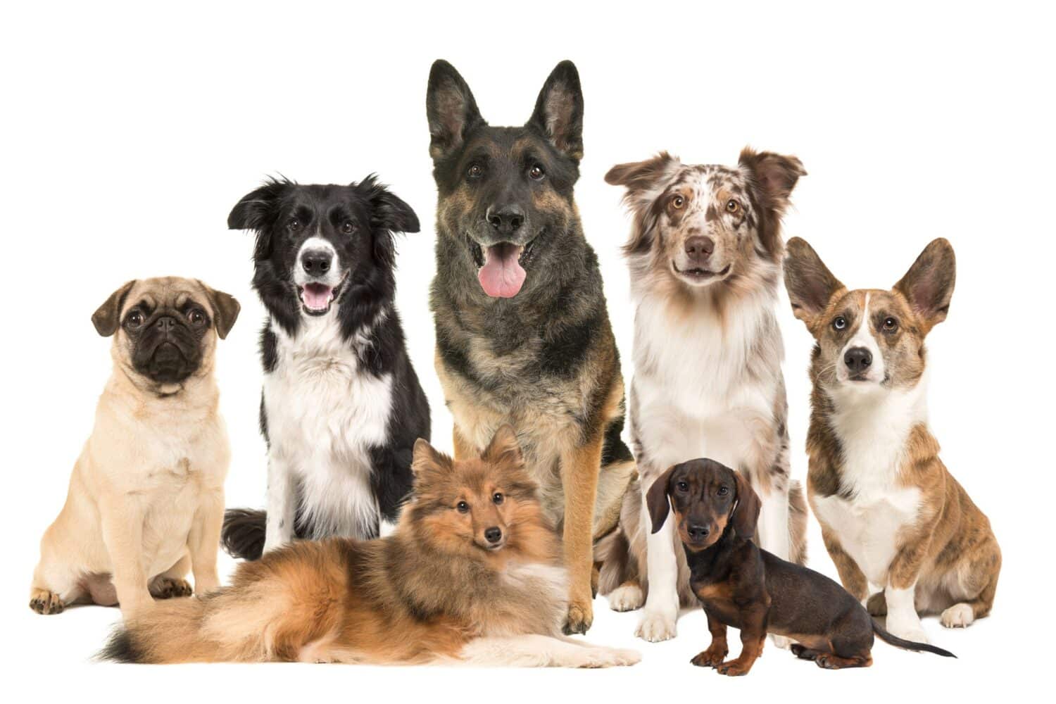 Tips For Identifying Your Dog's Breed(s) Beverly Hills Veterinary
