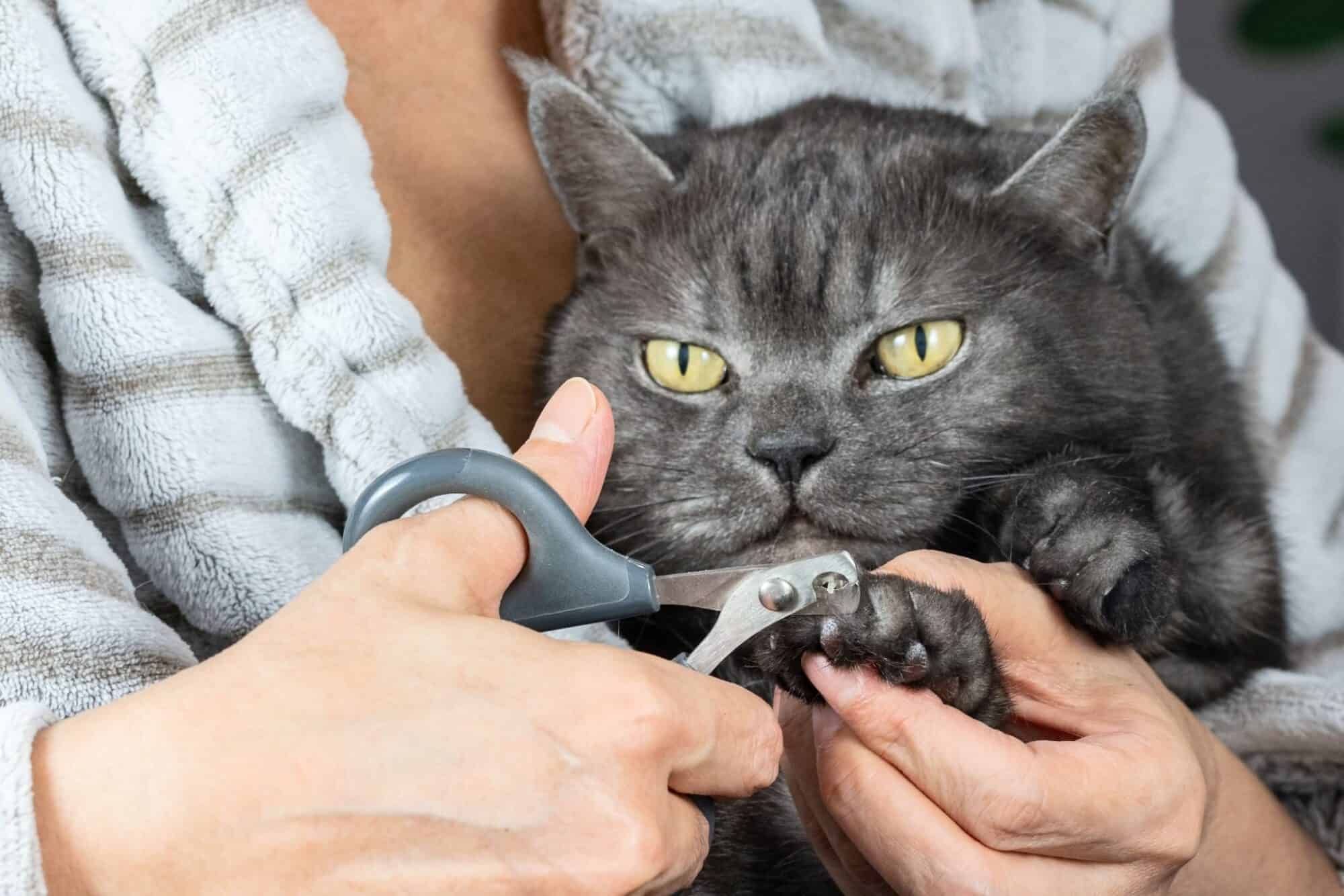 A cat frowns while having its nails trimmed.
