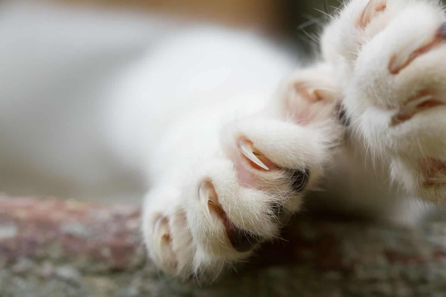 A photo of cat claws.