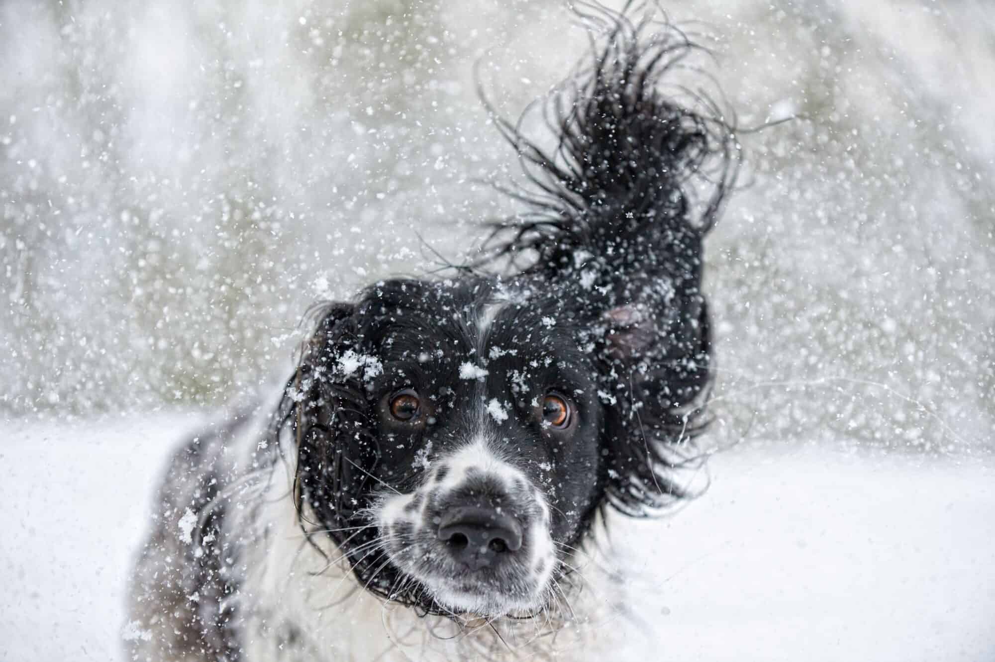 Antifreeze Poisoning in Pets