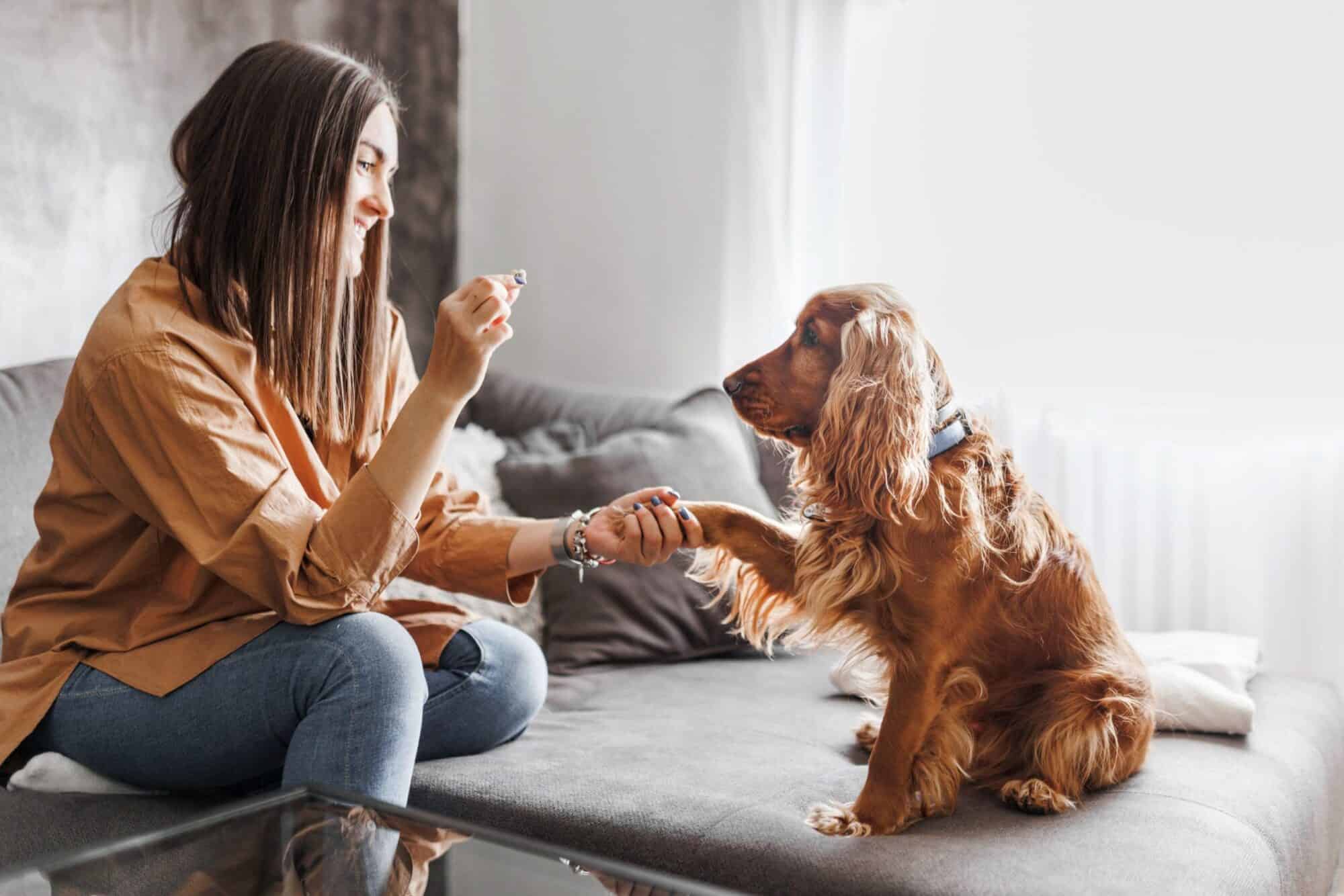 Dental Friendly Pet Treats | Beverly Hills Veterinary Associates - Choosing Dental-Friendly Pet Food