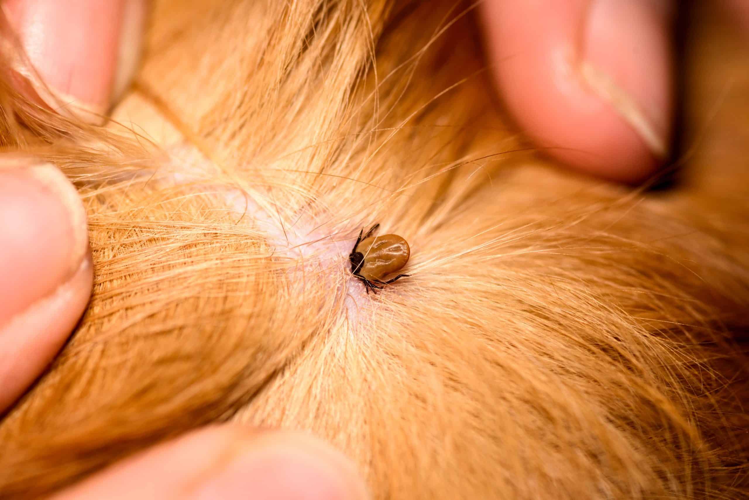 Ticks, Lyme Disease, and the Risks to Your Pet