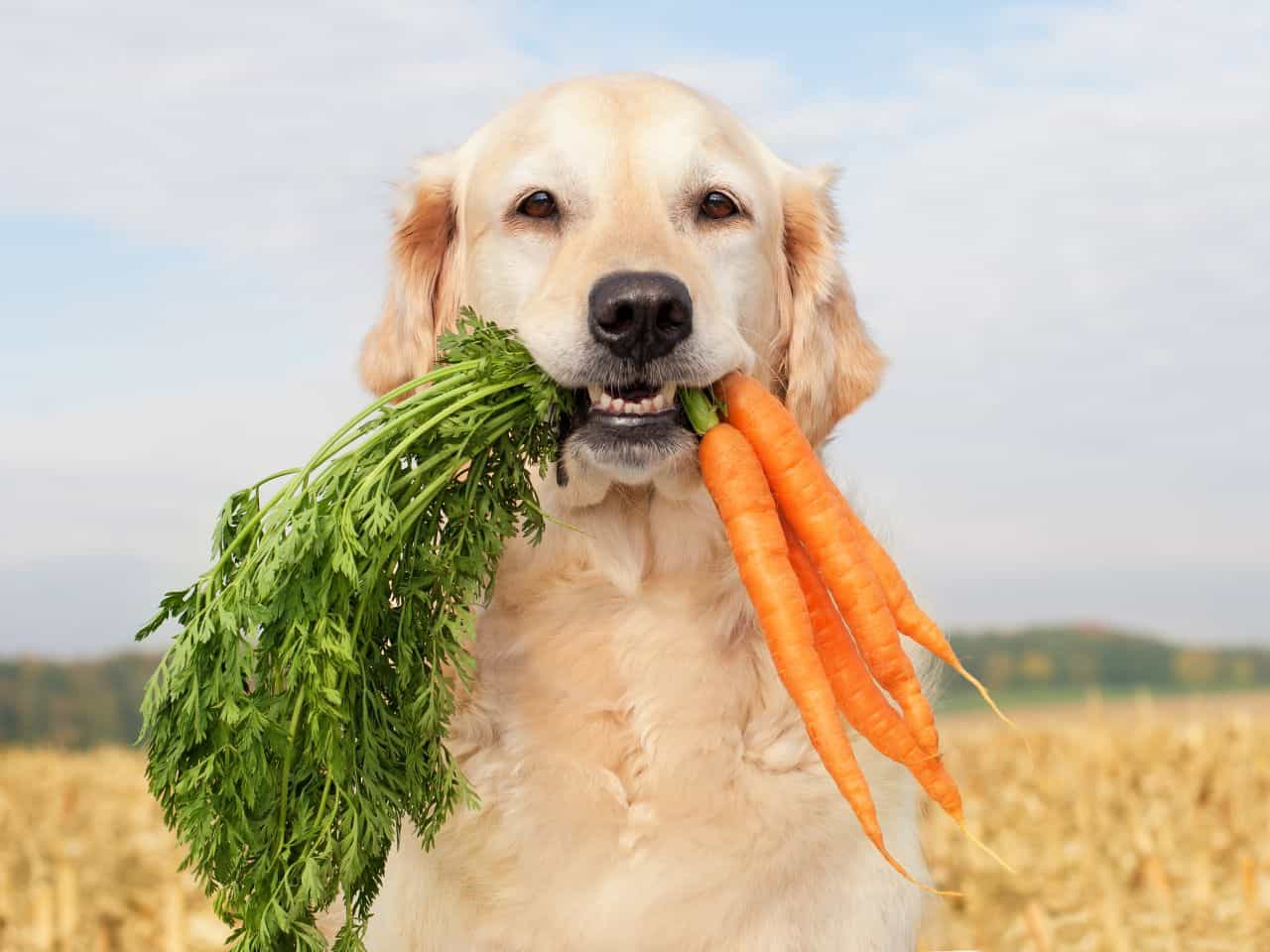 A cute golden retreiver holding carrots.