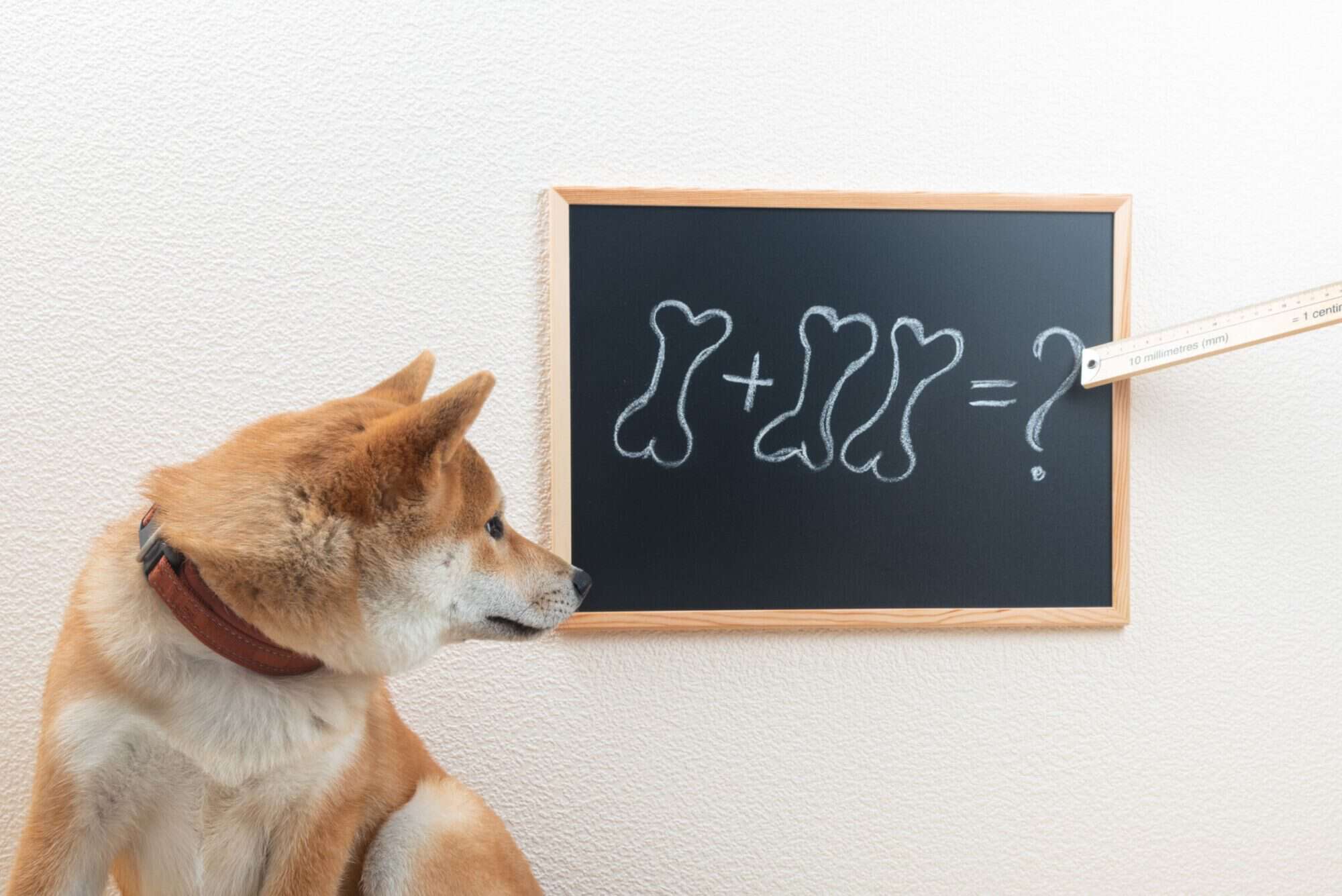 Puppy looking at math problem.