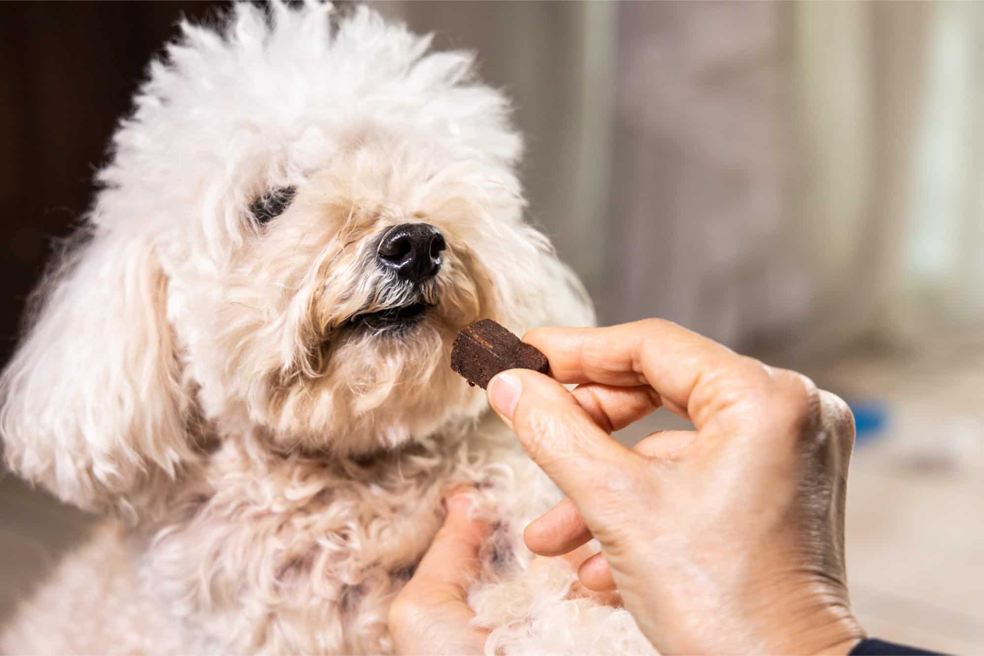 Heart to Heart: Understanding and Preventing Heartworms in Pets