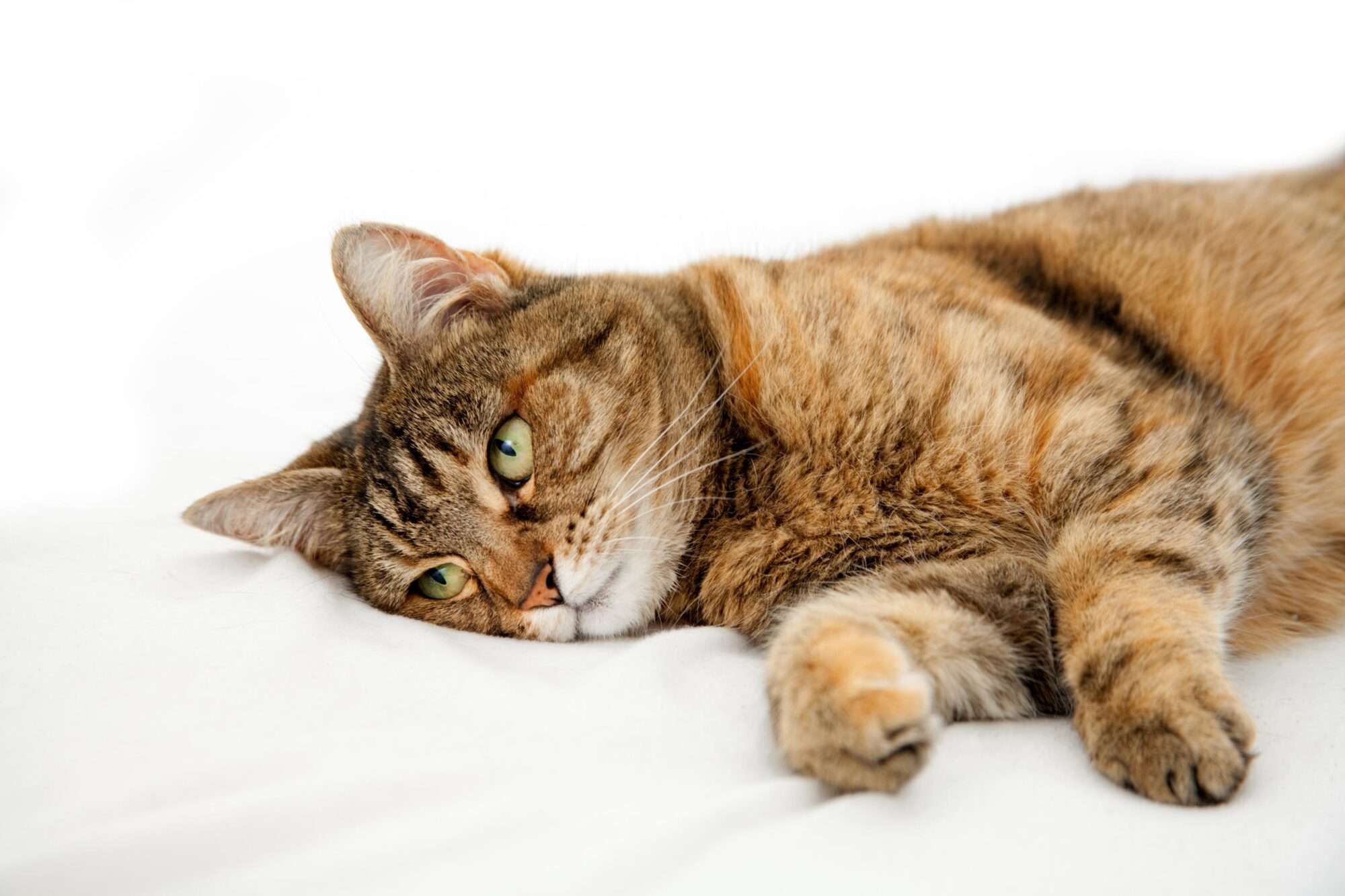 From Tabby to Tortoiseshell: Understanding Cat Coat Patterns