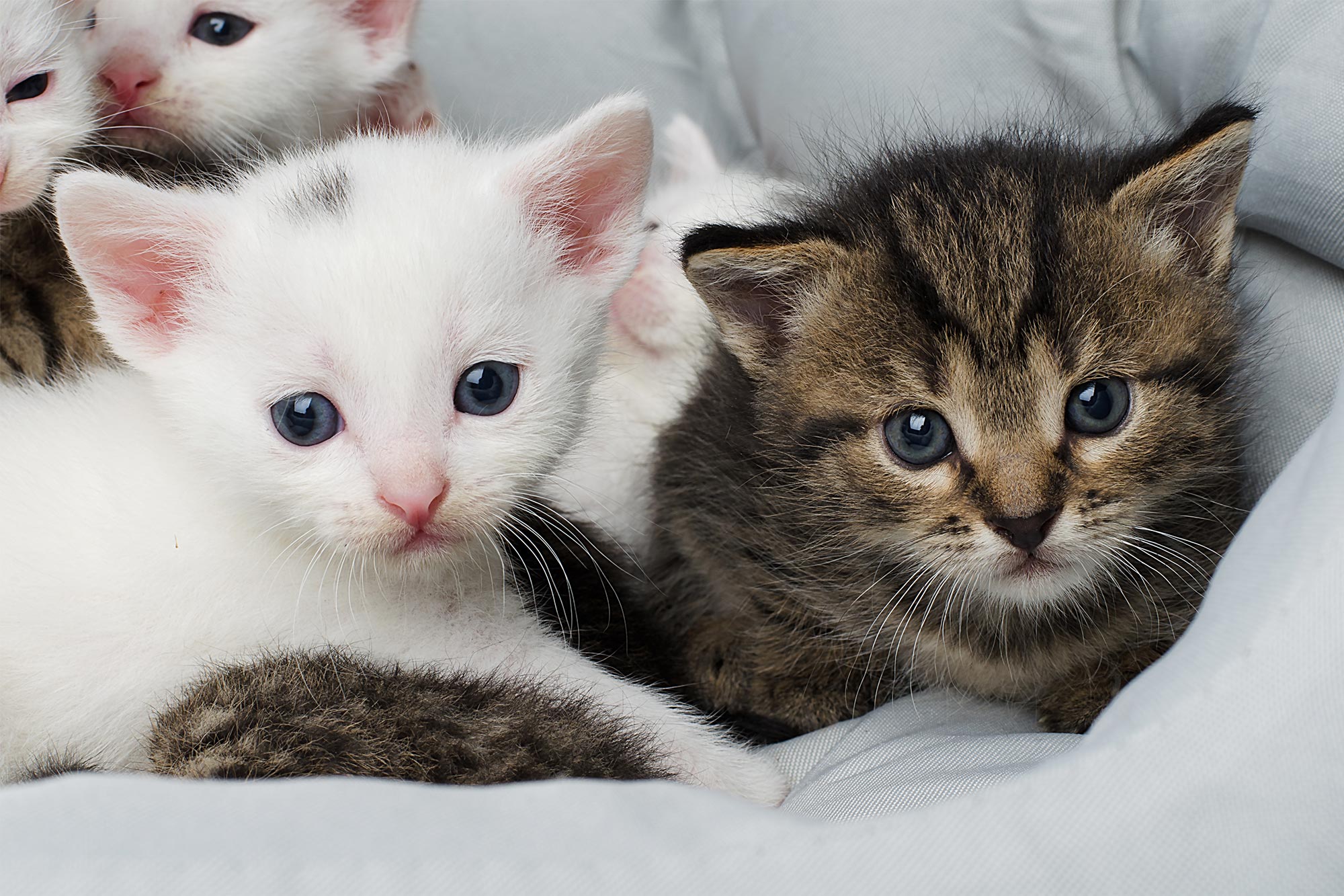 Blue eyed kittens