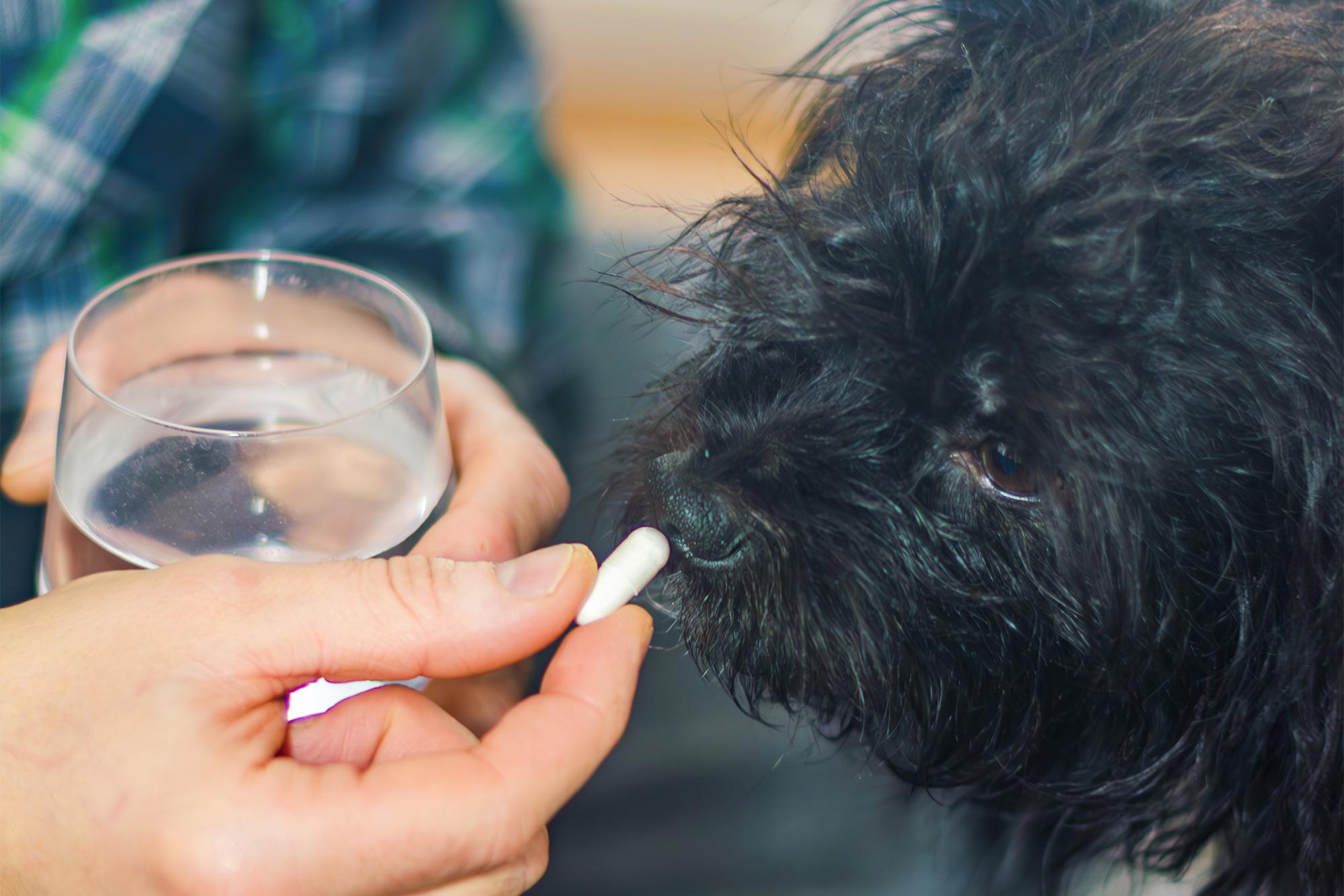 Dog taking a white pill