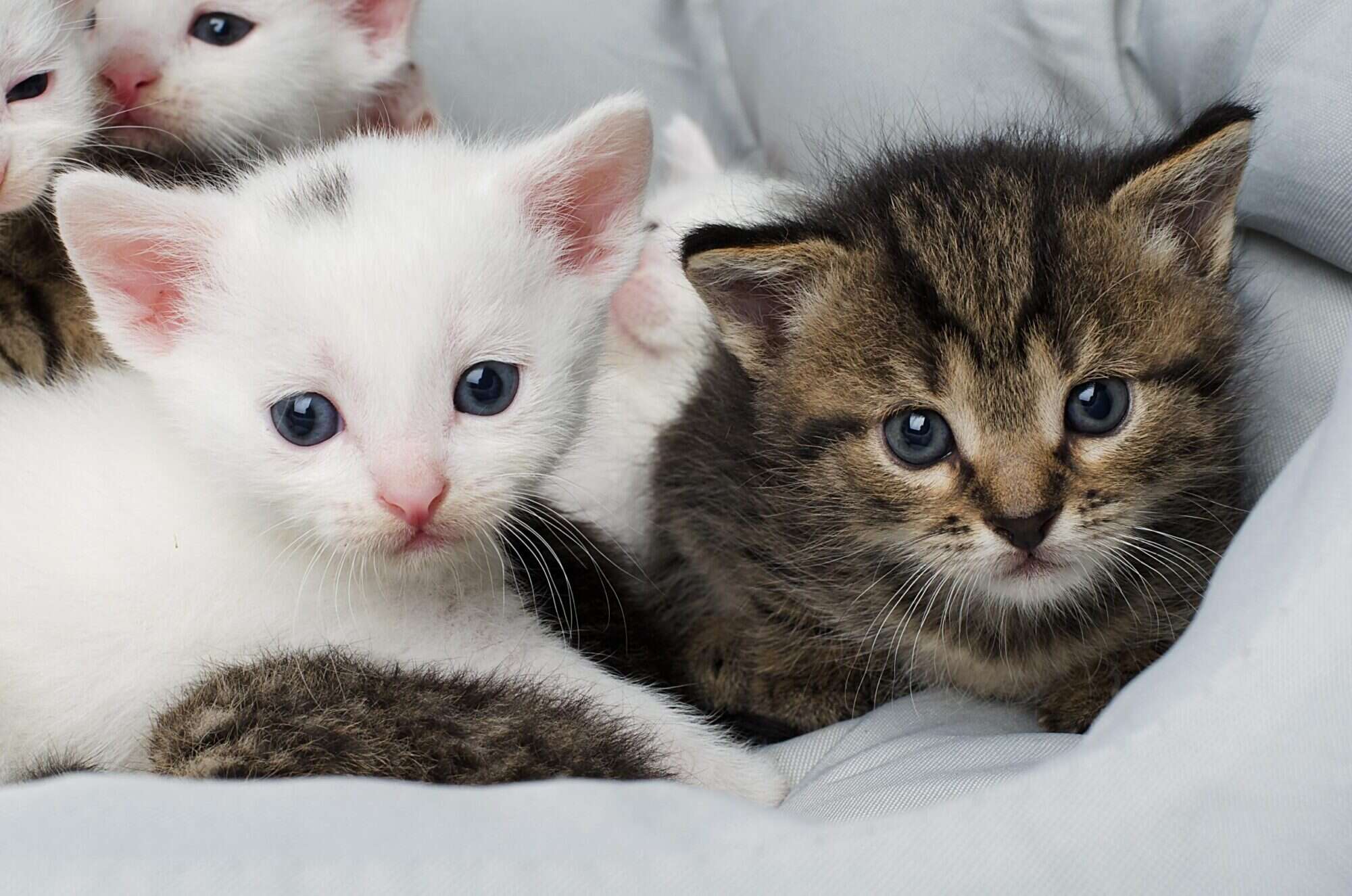 Blue eyed kittens.