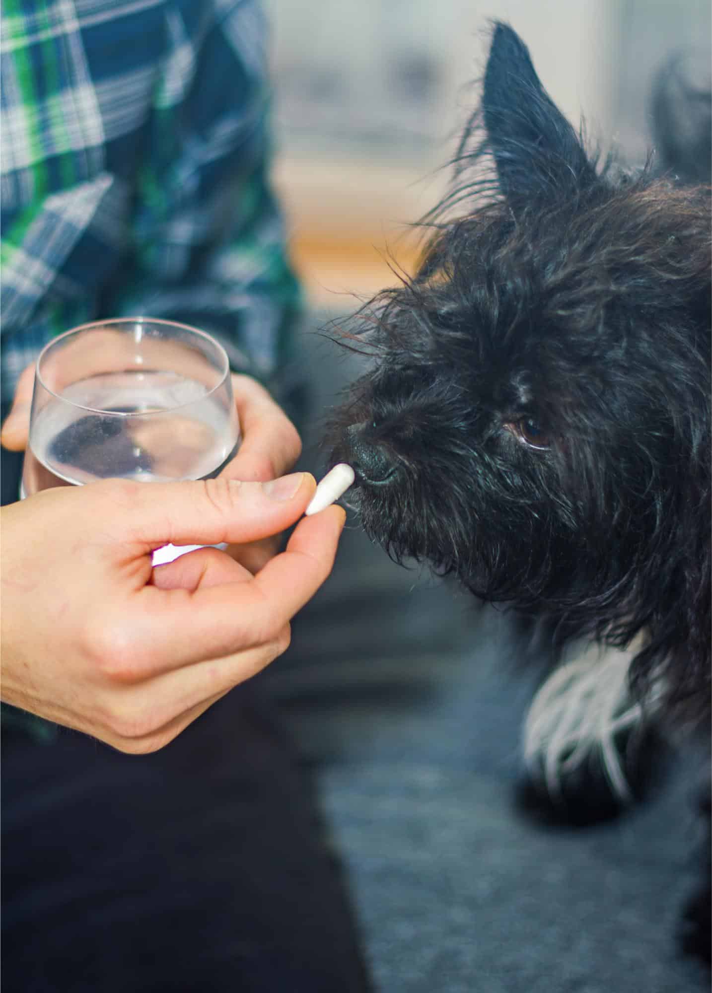 Are You Giving Your Pet Unsafe Medications? What to Watch For