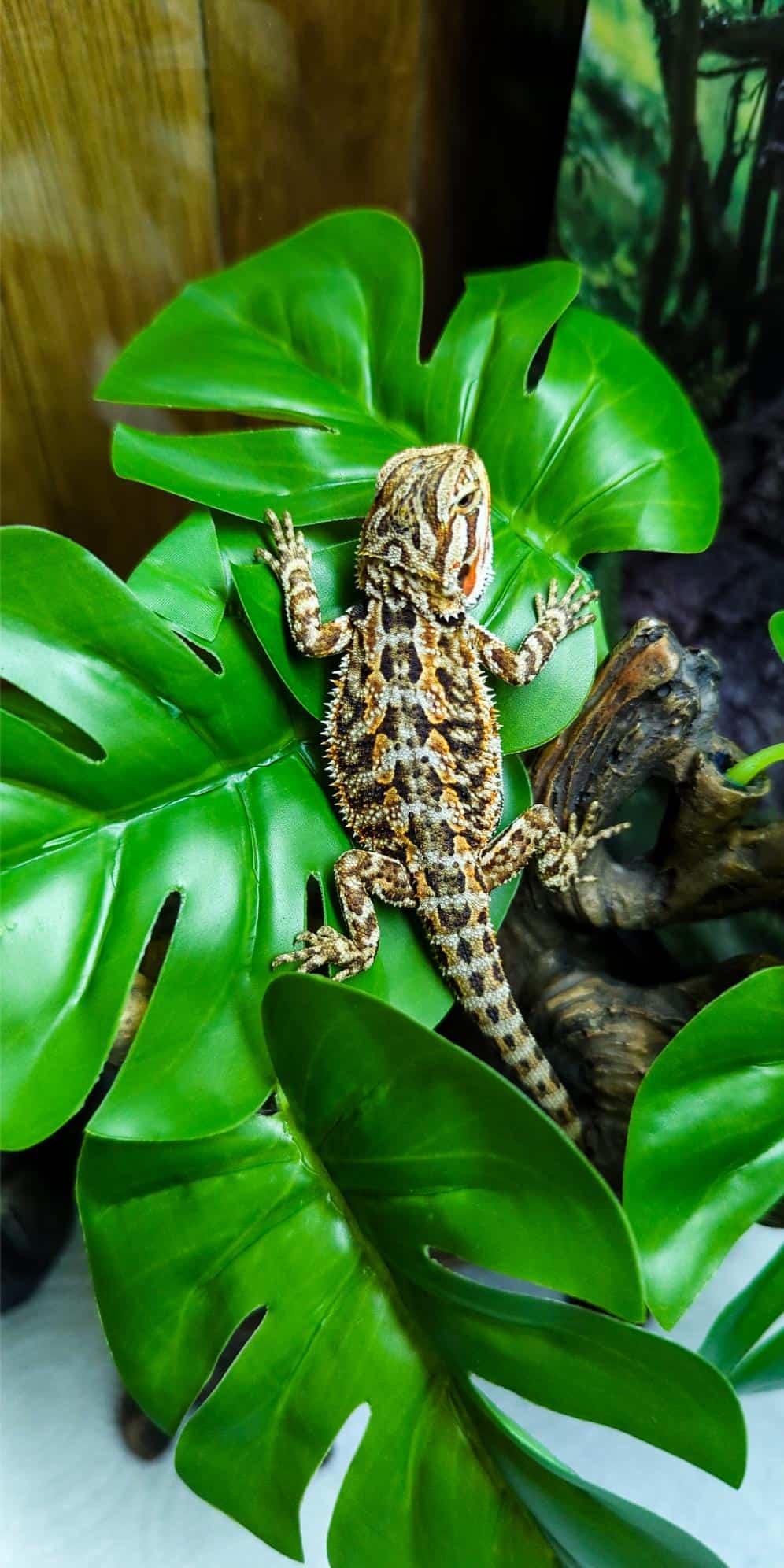 Bearded dragon on a leaf.