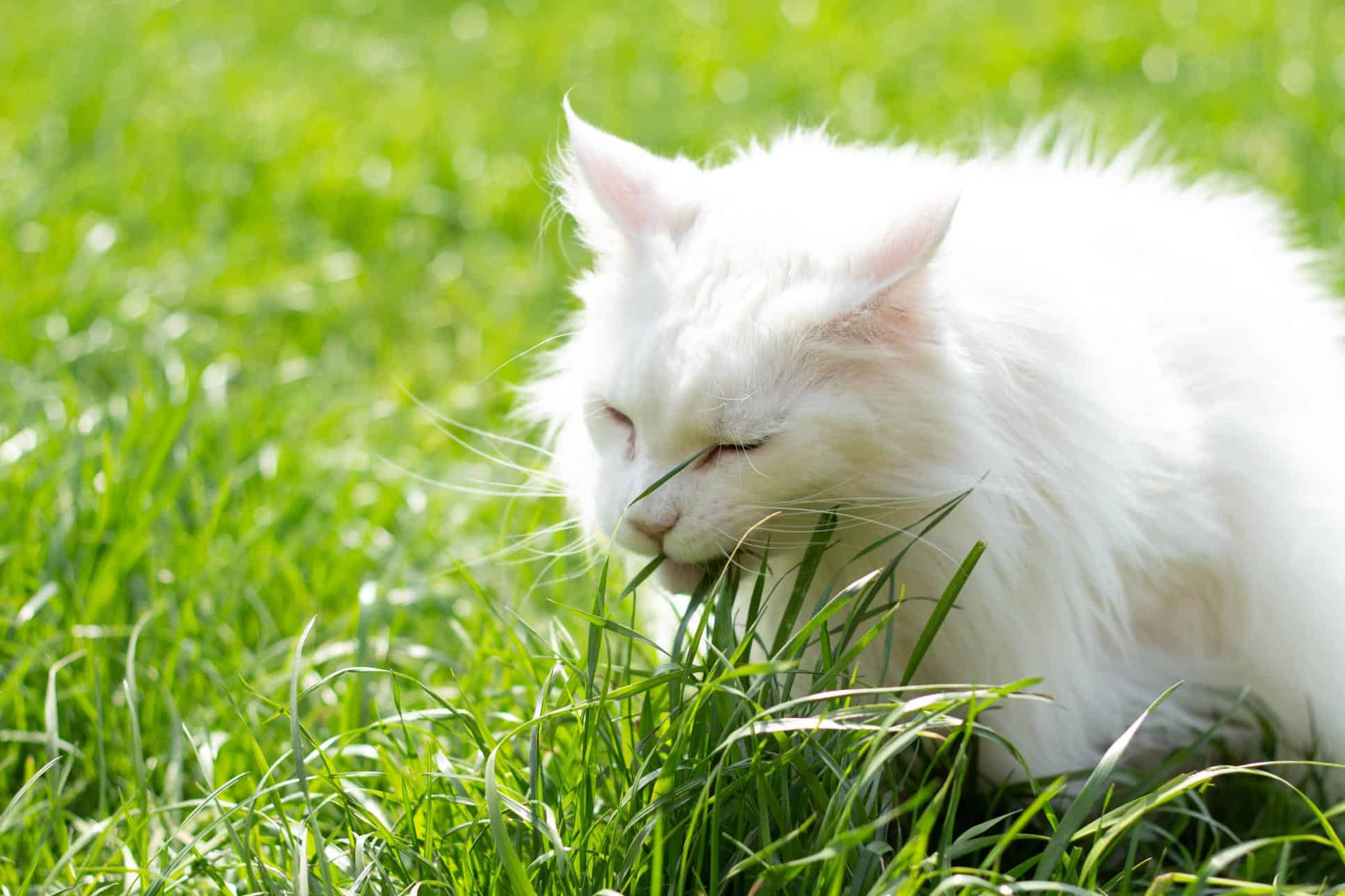 big white cat eating grass.