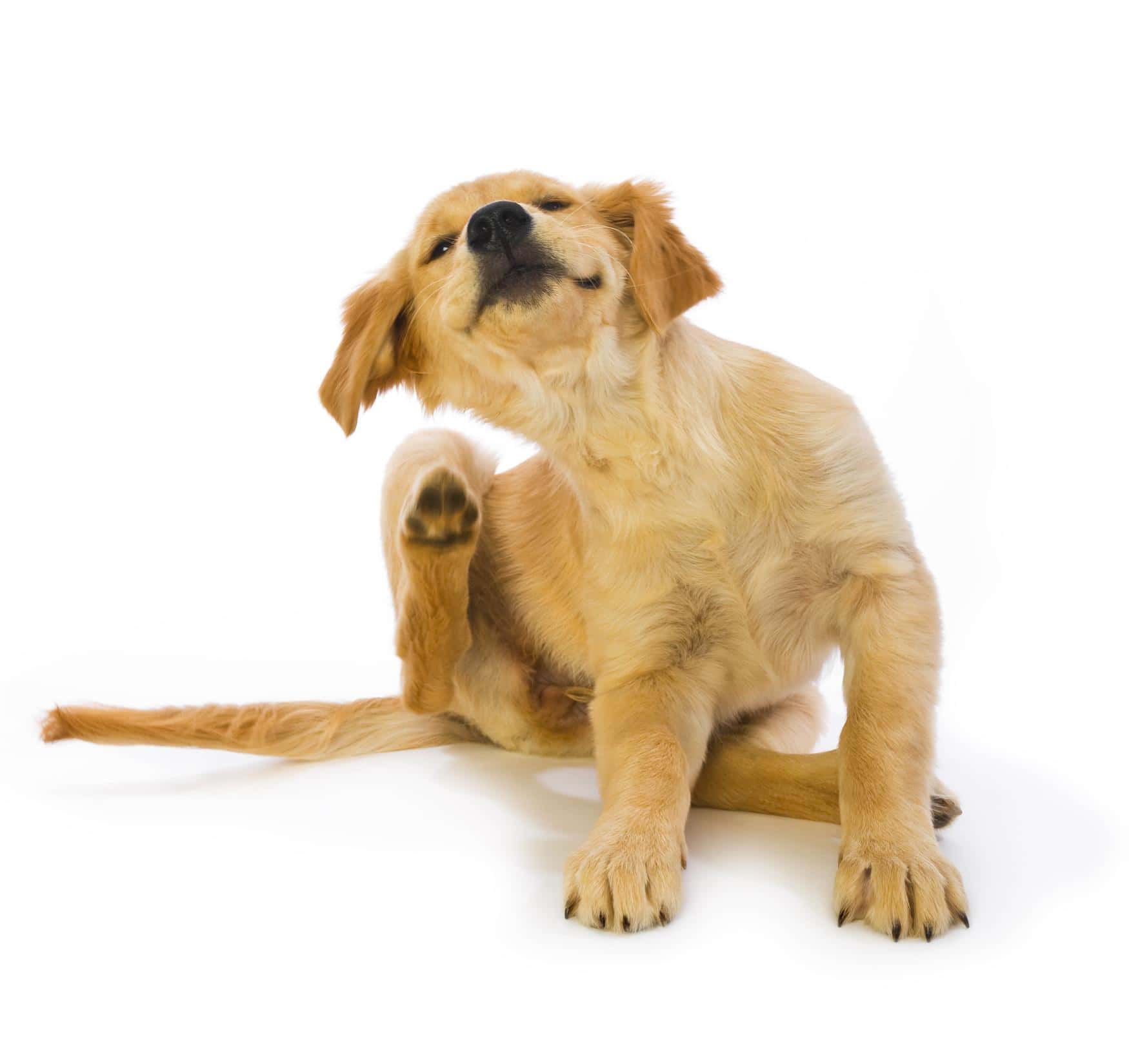 Allergies or Infection? Late-Summer Skin Conditions in Michigan Pets