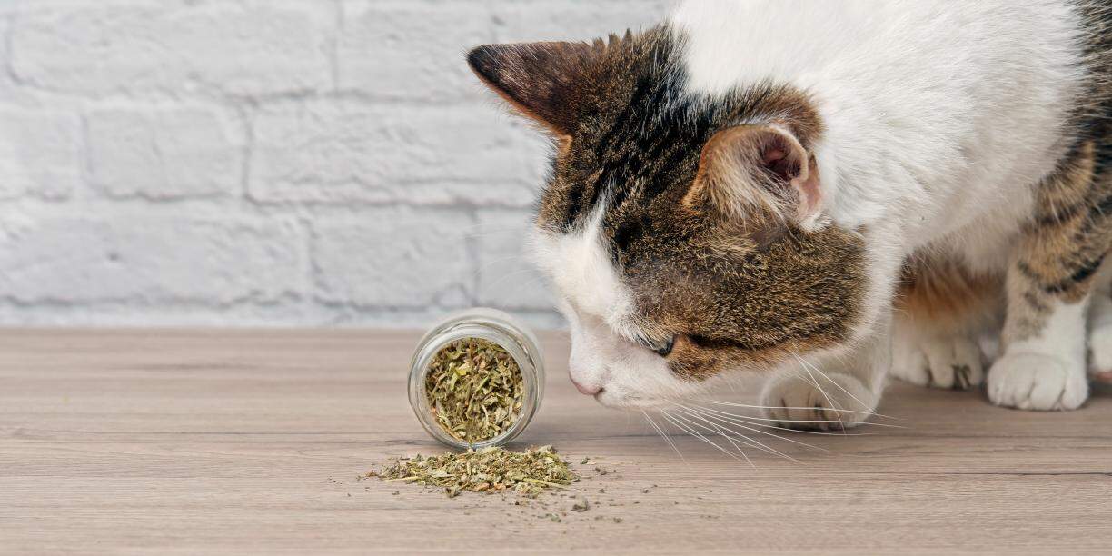Scent Enrichment for Indoor Pets as Days Get Shorter