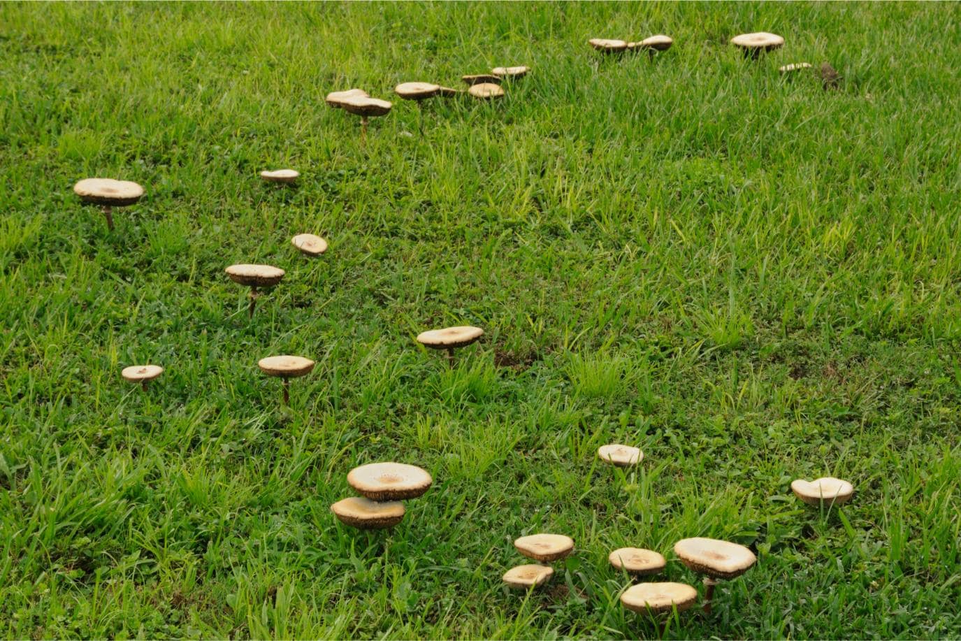 Mushrooms in yard.