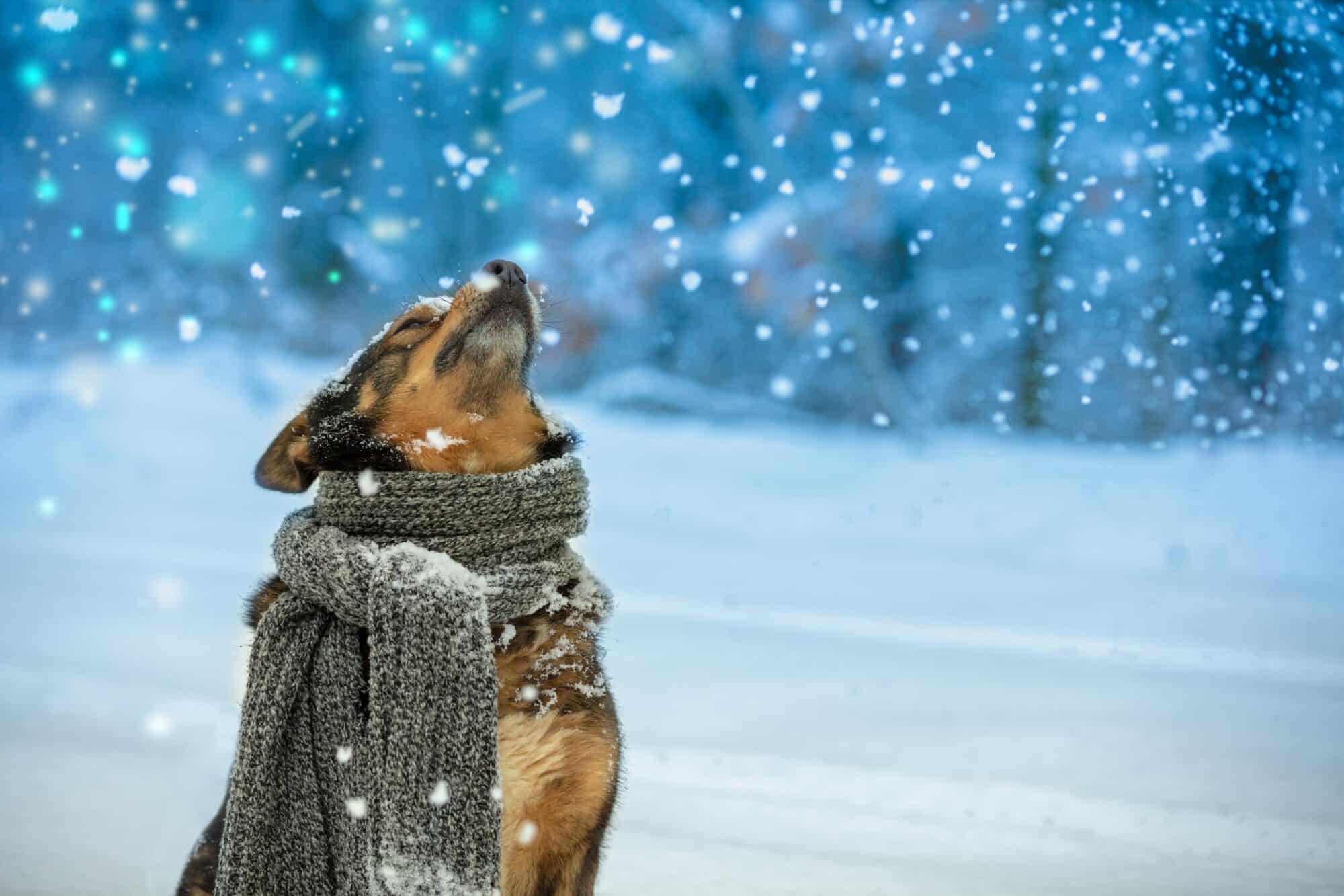 Dog bundled up in scarf in the snow.