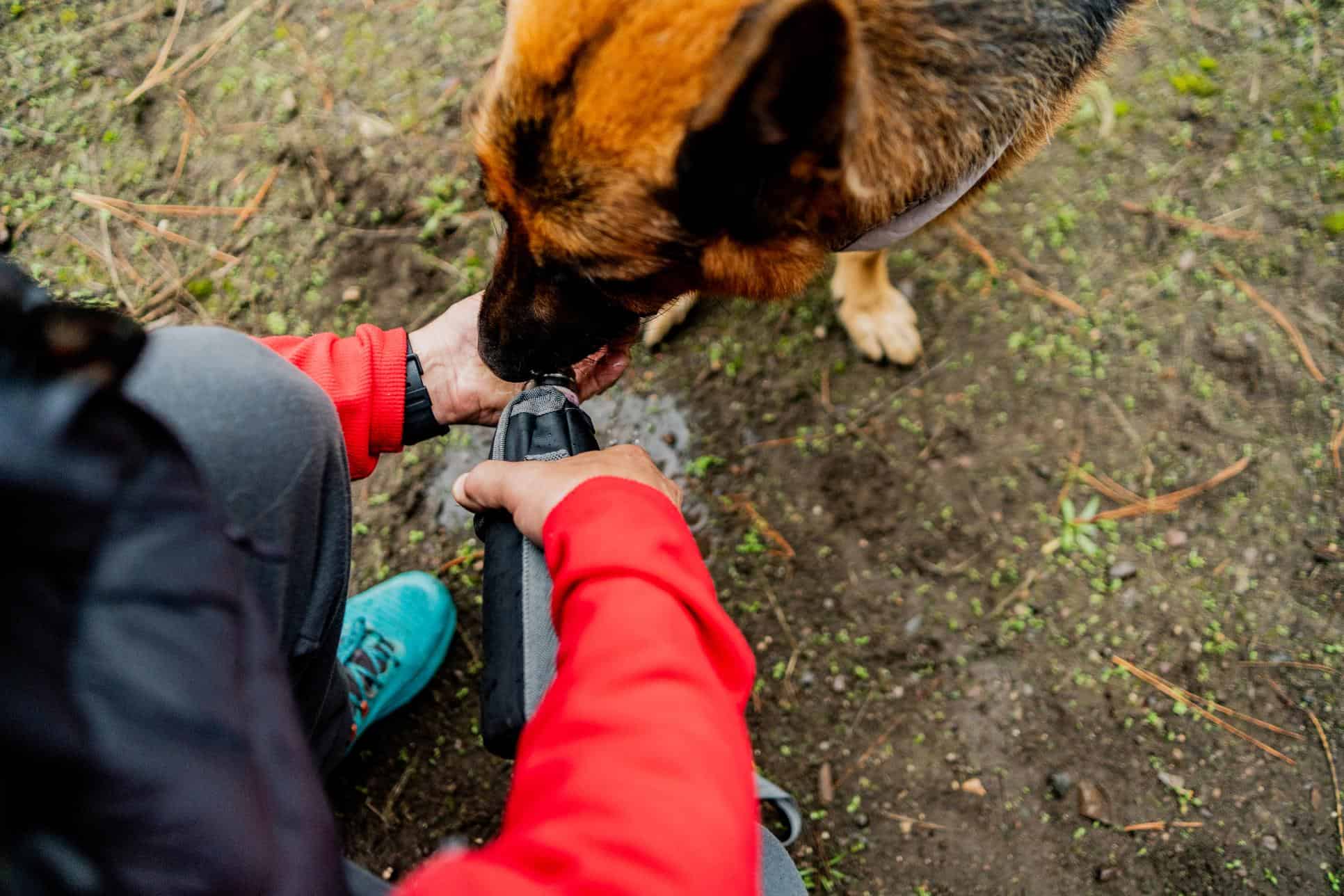 dog drinking water on walk.