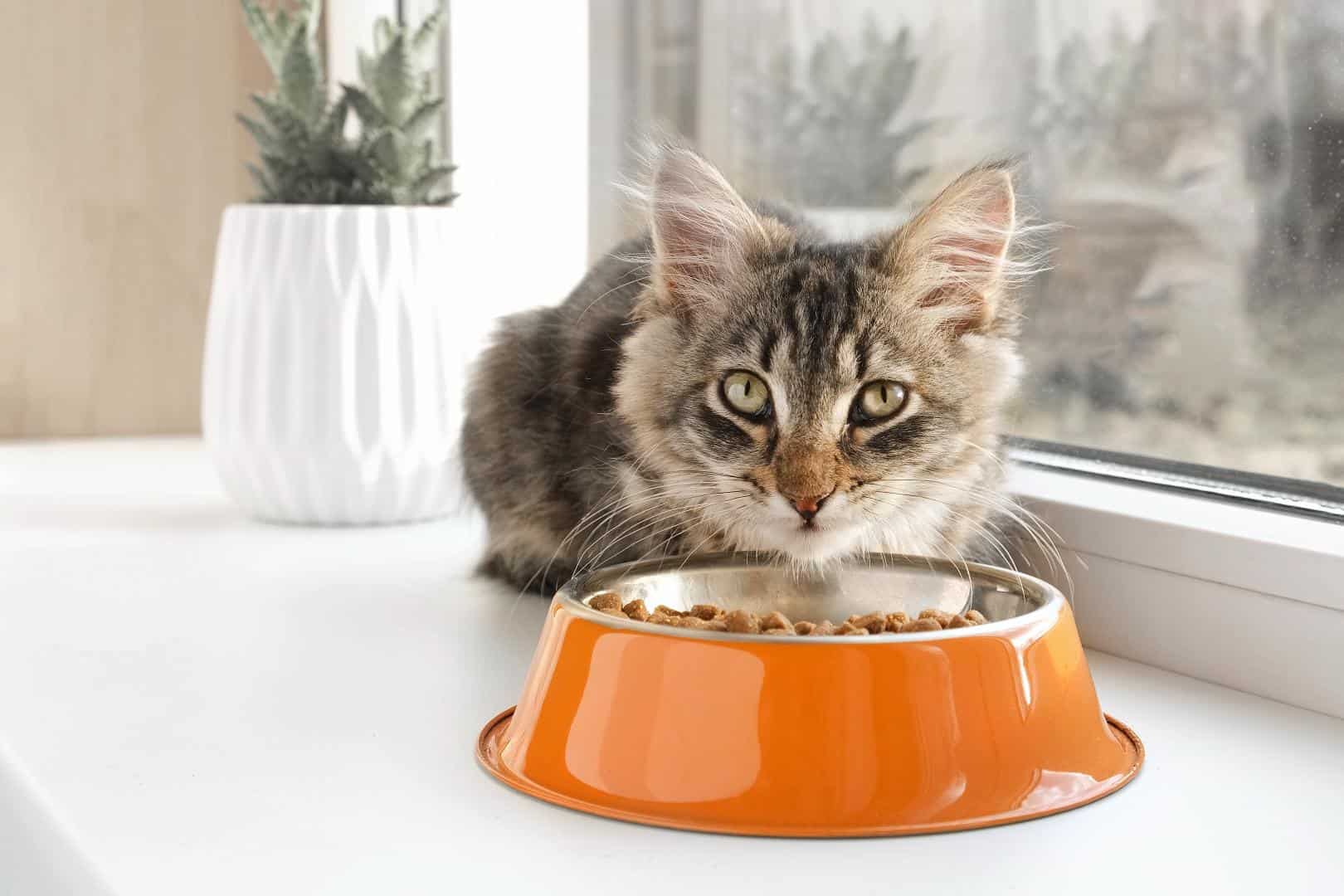From Kitten to Cat: Growth, Nutrition & Preventive Care Milestones