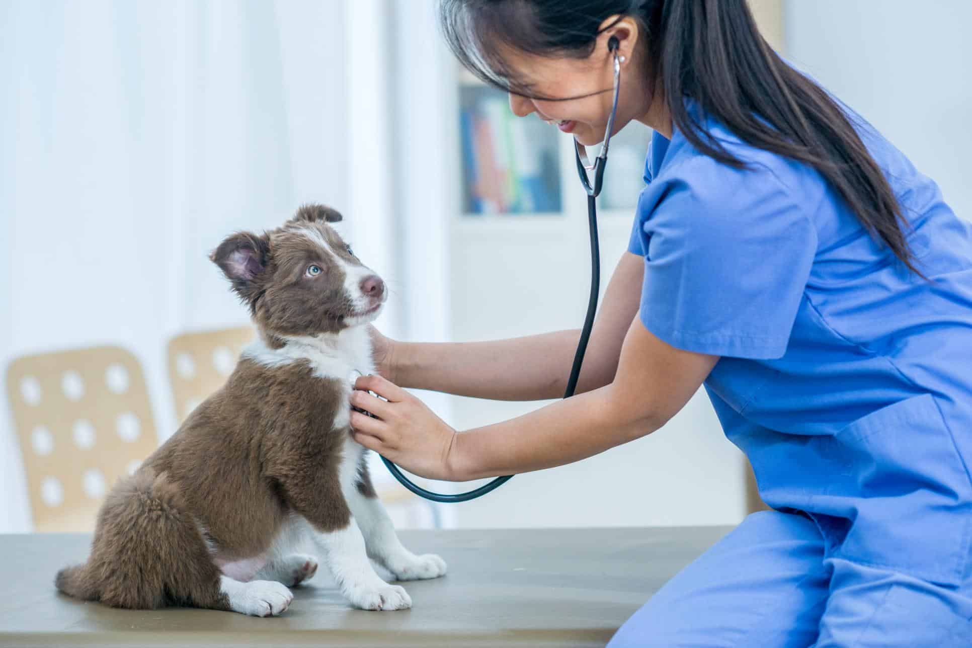 Heart Health Month: How to Keep Your Pet’s Heart Beating Strong