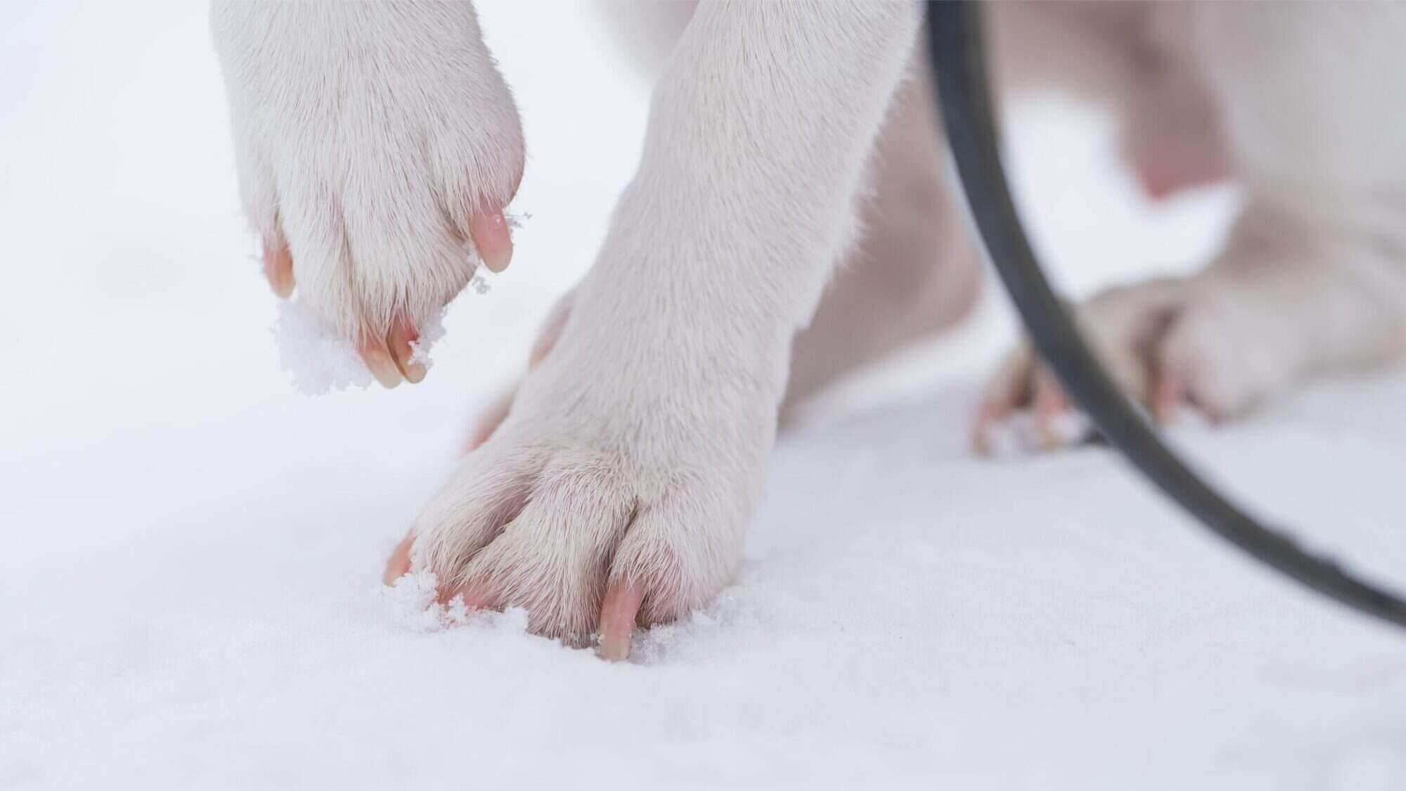 March Paw Ulcer Cases from Sidewalk Salt and Car Lot Melt