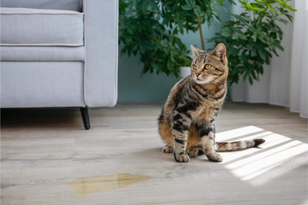 Seasonal Stress and Urinary Issues in Cats