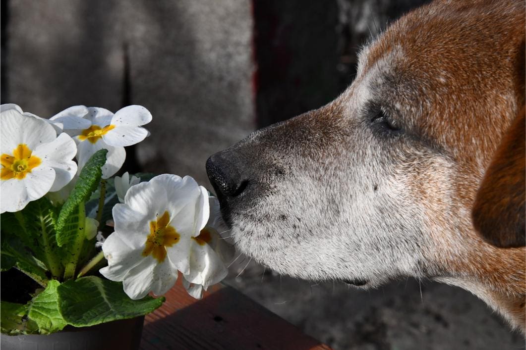 Why Some Senior Pets Seem More Uncomfortable in Spring