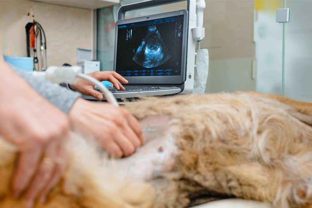 When Pets Need Ultrasound Instead of X-Rays