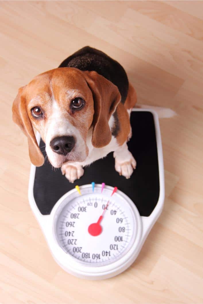 The Difference Between Weight Loss You Should Worry About and Weight Loss You Shouldn’t Ignore