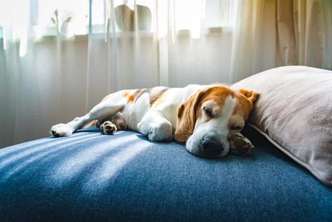 Dog sleeping on the bed.
