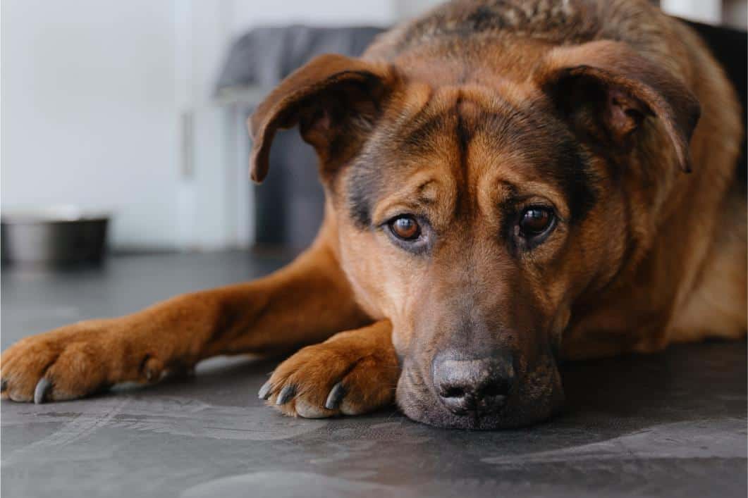 Dog laying on the floor napping.