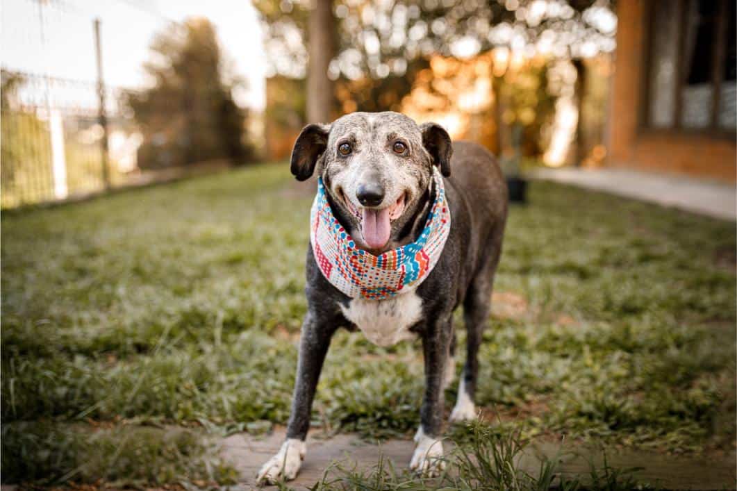 senior dog smiling at camera.