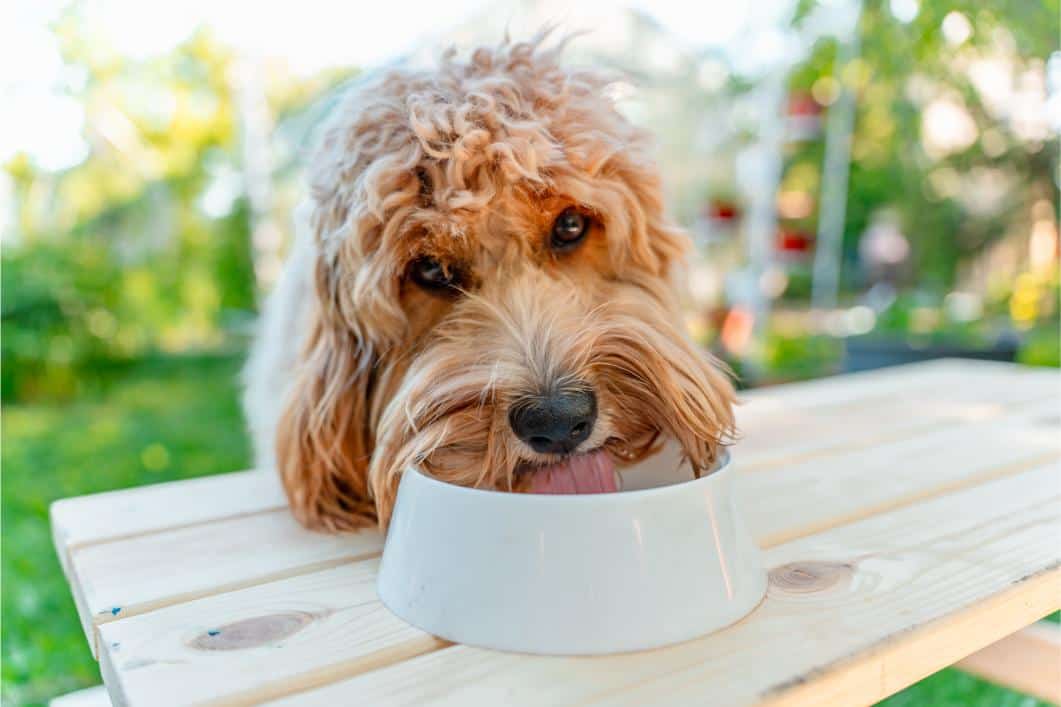 Why Your Pet’s Drinking Habits May Change as Michigan Weather Cools Down