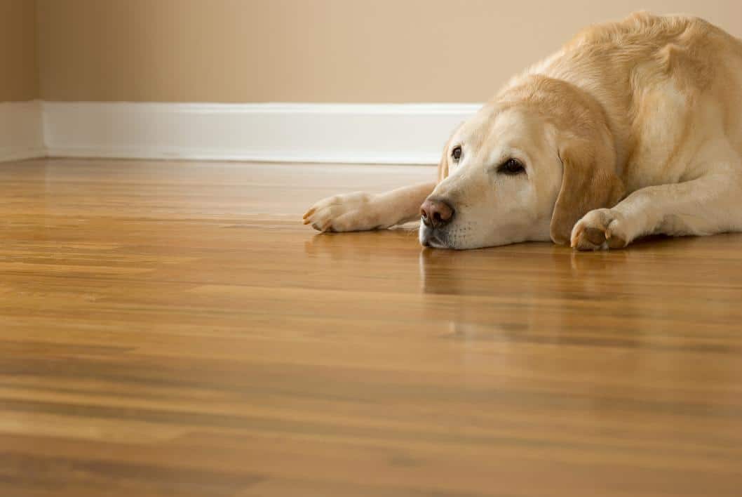 Why Dogs Start Avoiding Hardwood Floors