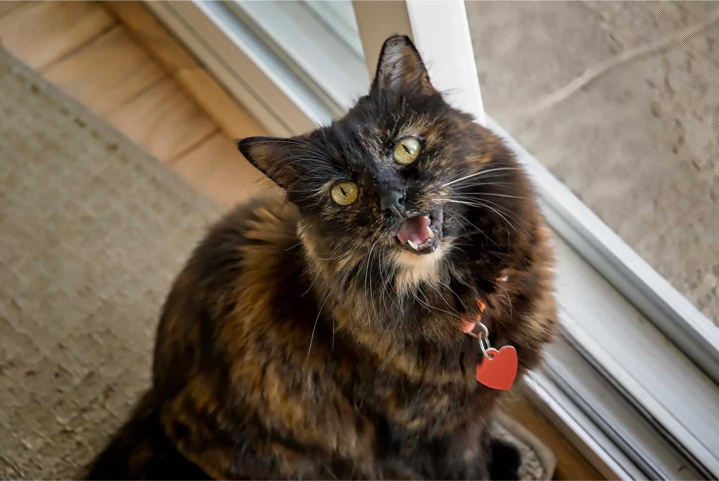 The Mystery of the Midnight Meow: Why Cats Become More Vocal at Night