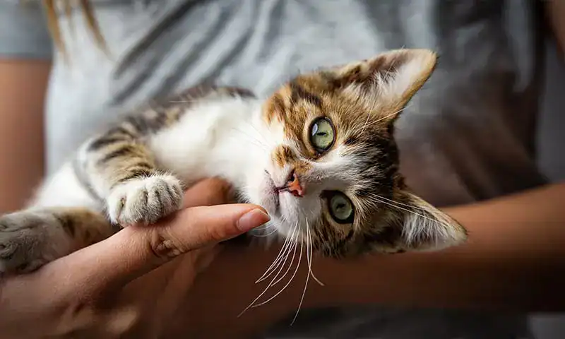 A cat being examined